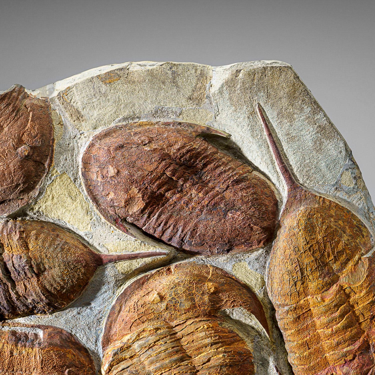Genuine Cluster Trilobite (Ptychopariida) fossil on Matrix In Good Condition For Sale In New York, NY