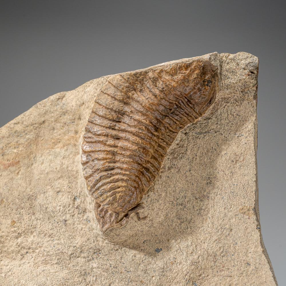 Genuine Cluster Trilobite (Ptychopariida) Fossil on Matrix In Good Condition For Sale In New York, NY