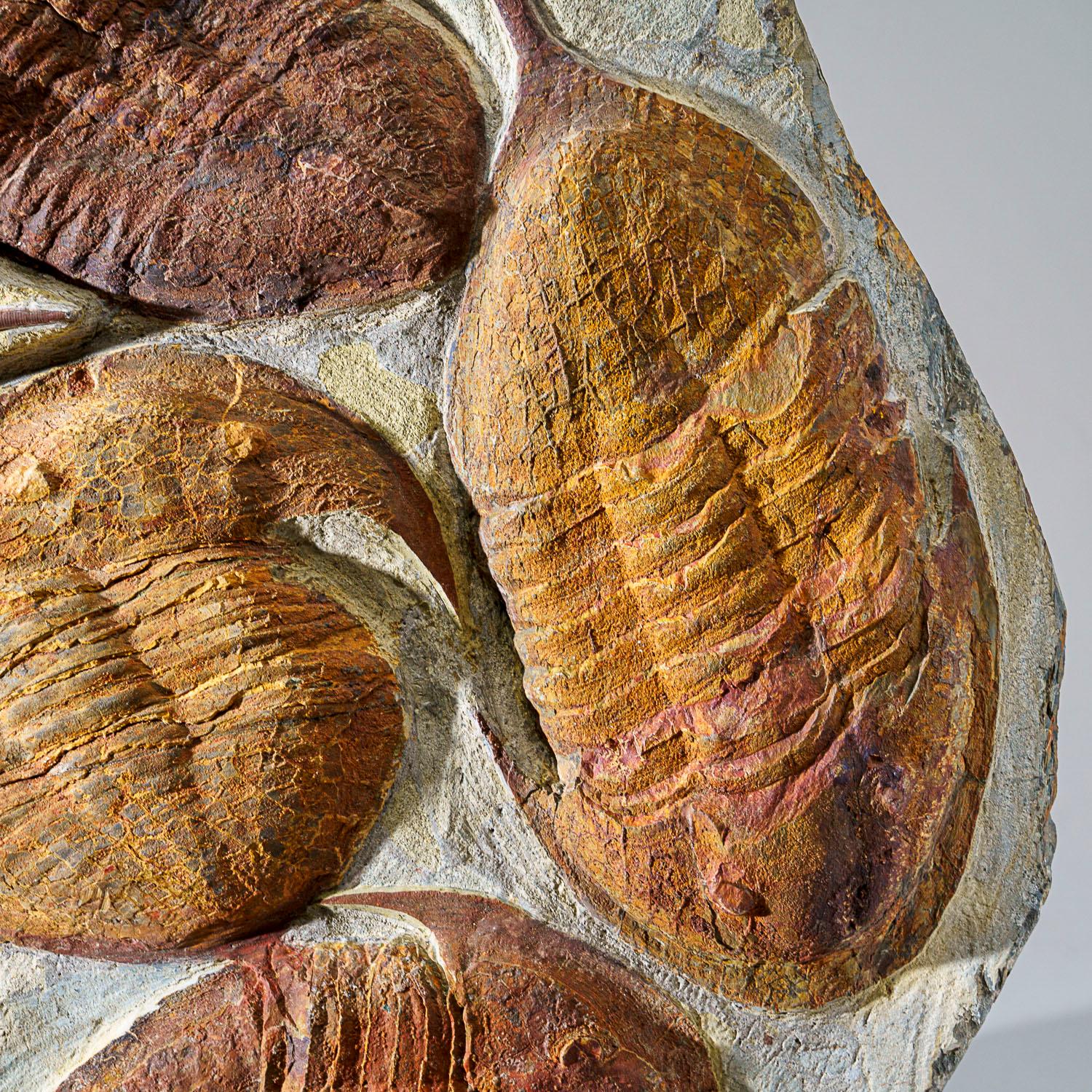 18th Century and Earlier Genuine Cluster Trilobite (Ptychopariida) fossil on Matrix For Sale