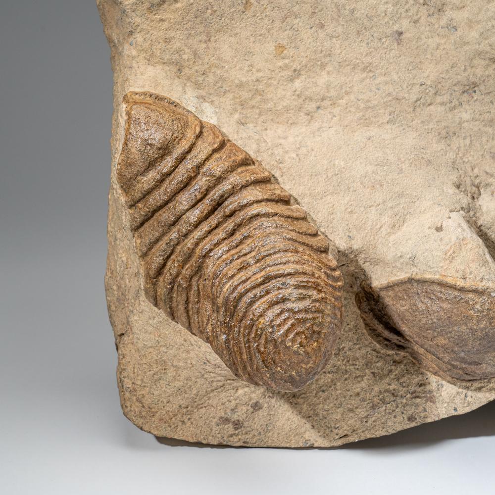 18th Century and Earlier Genuine Cluster Trilobite (Ptychopariida) Fossil on Matrix For Sale
