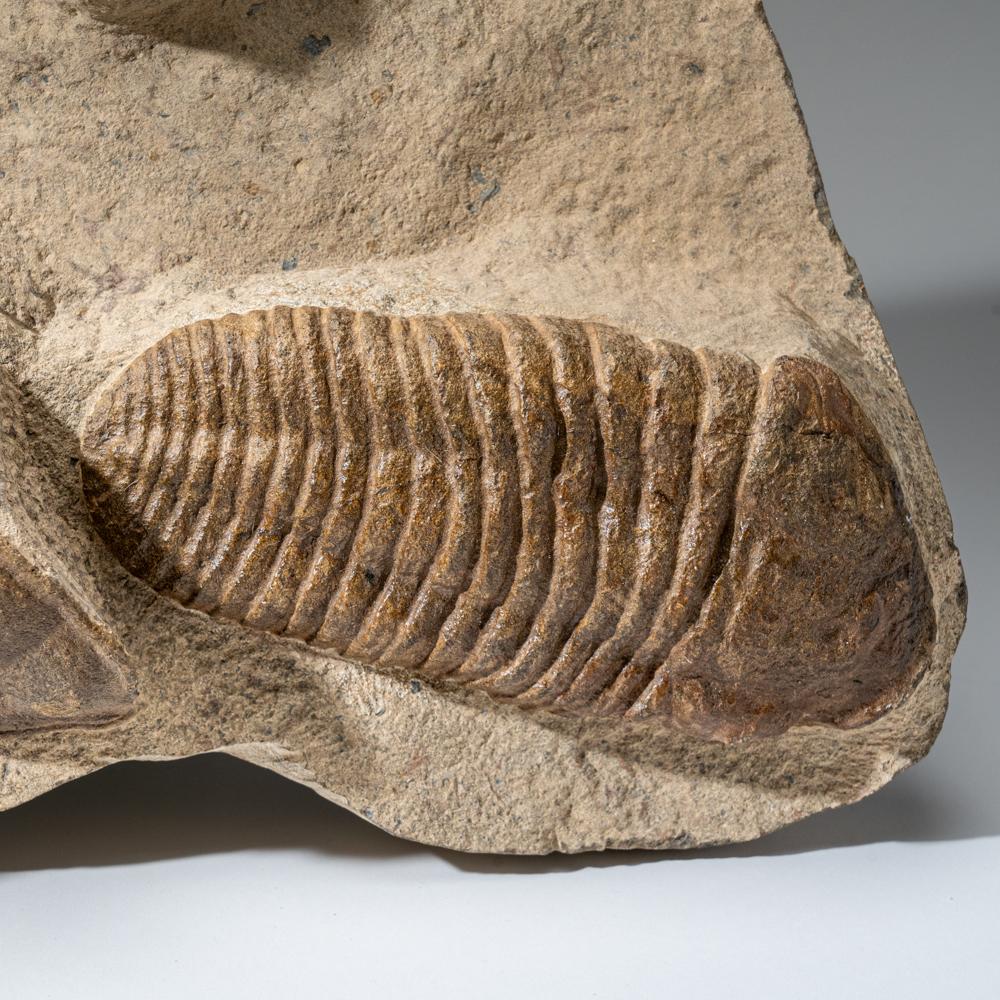 Other Genuine Cluster Trilobite (Ptychopariida) Fossil on Matrix For Sale