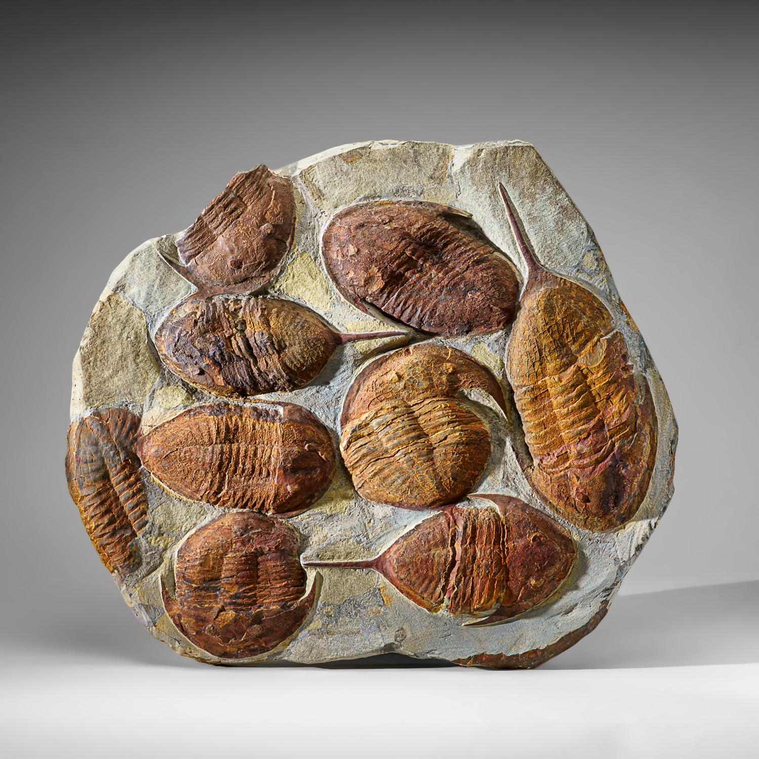 Fósil auténtico de Trilobite (Ptychopariida) en matriz