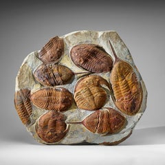 Trilobite (Ptychopariida) véritable en grappe sur matrice
