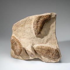 Fósil auténtico de trilobites en racimo (Ptychopariida) sobre matriz