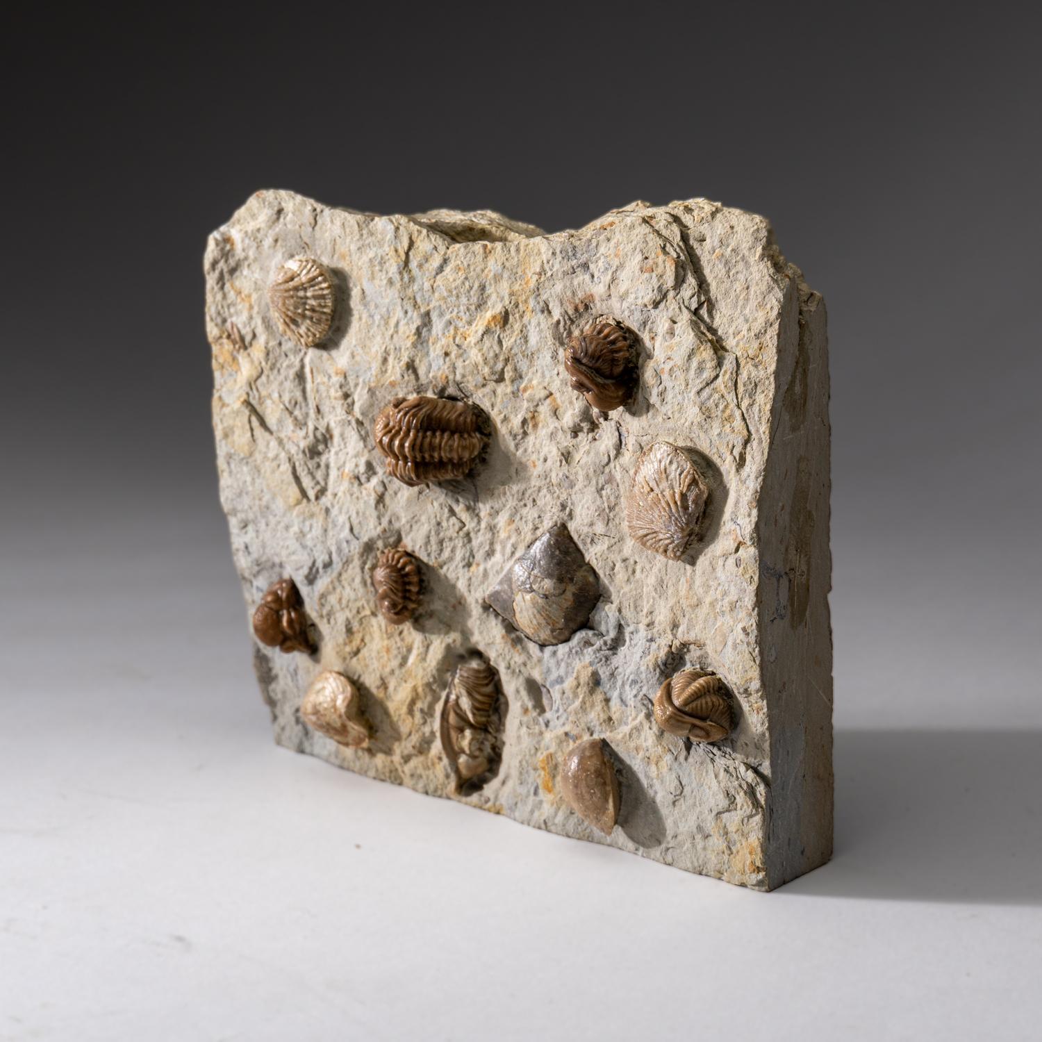 Autentico Trilobite a grappolo (Ptychopariida) con fossili di conchiglia su Matrix in vendita 5