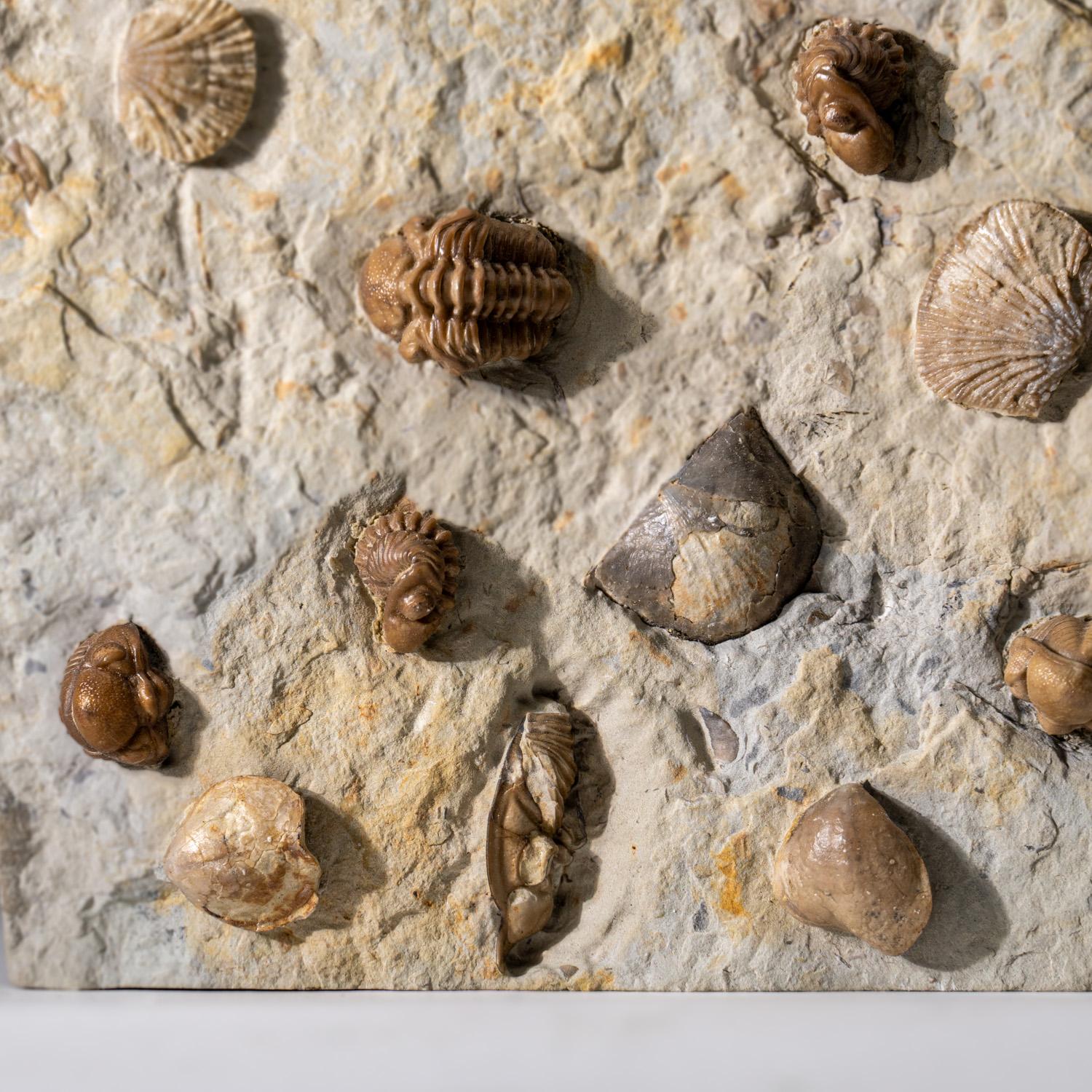 La Ptychopariida è un ordine di trilobiti ampio ed eterogeneo che contiene alcune delle specie più primitive conosciute. Le prime specie si sono sviluppate nella seconda metà del Cambriano inferiore. I trilobiti hanno suture facciali che corrono