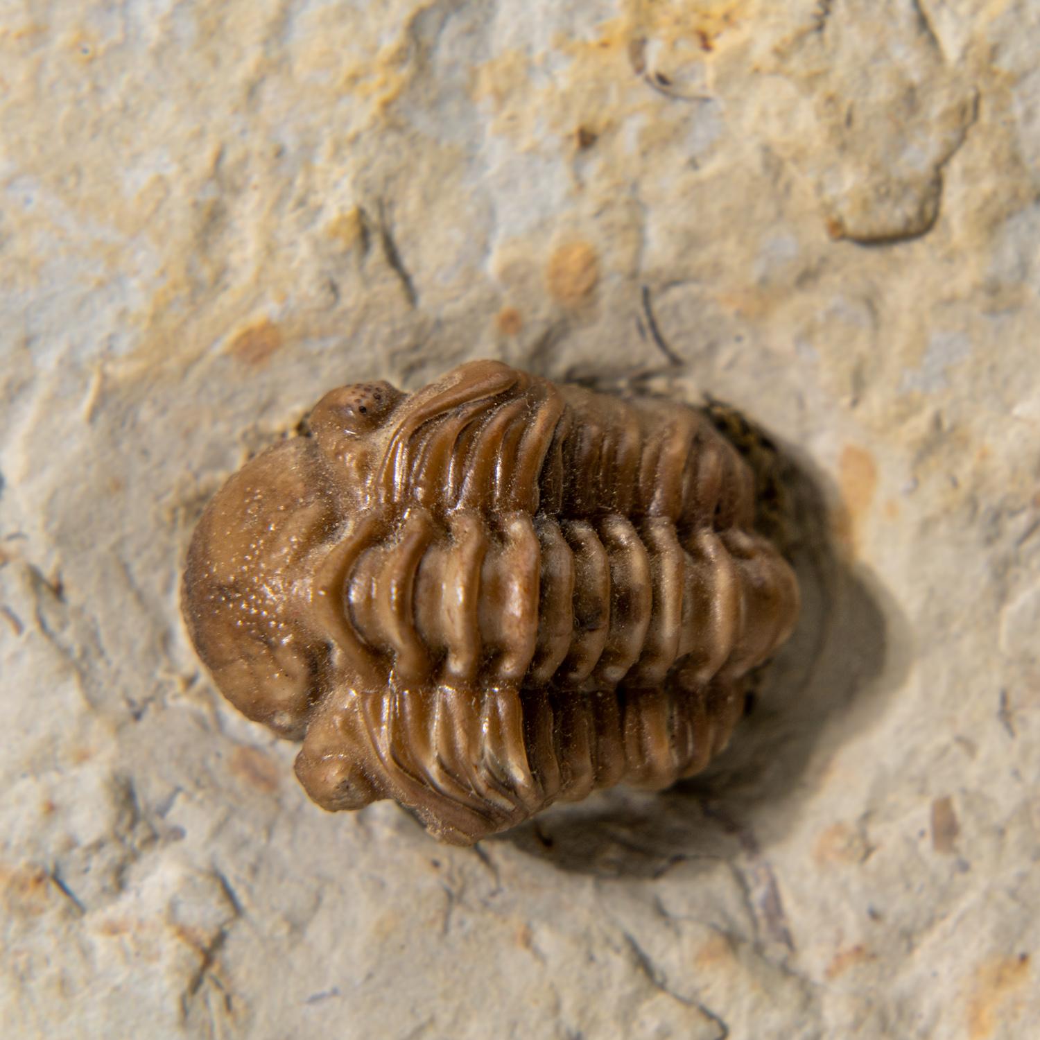 Autentico Trilobite a grappolo (Ptychopariida) con fossili di conchiglia su Matrix In condizioni ottime in vendita a New York, NY