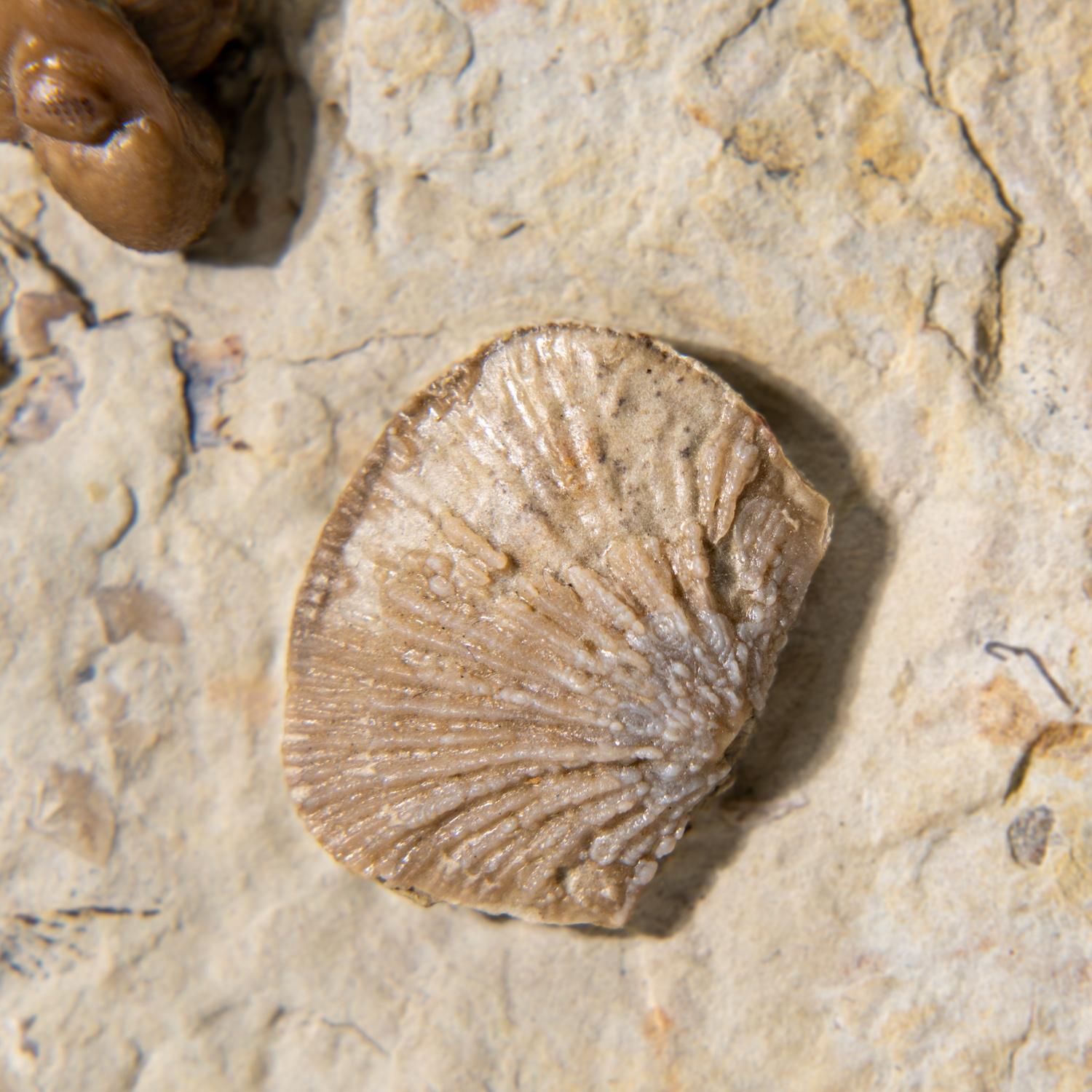 Fino al XVIII secolo Autentico Trilobite a grappolo (Ptychopariida) con fossili di conchiglia su Matrix in vendita