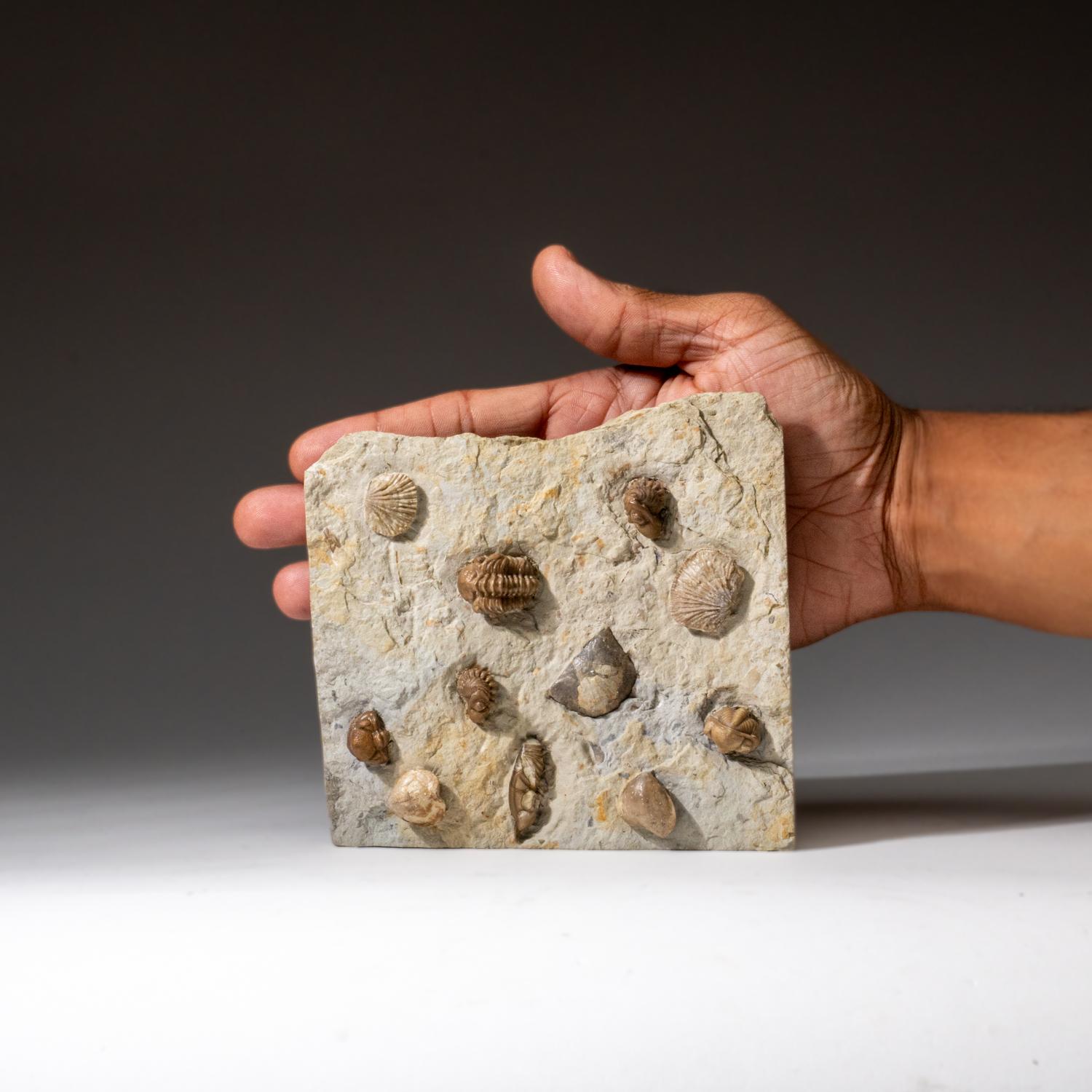 Altro Autentico Trilobite a grappolo (Ptychopariida) con fossili di conchiglia su Matrix in vendita