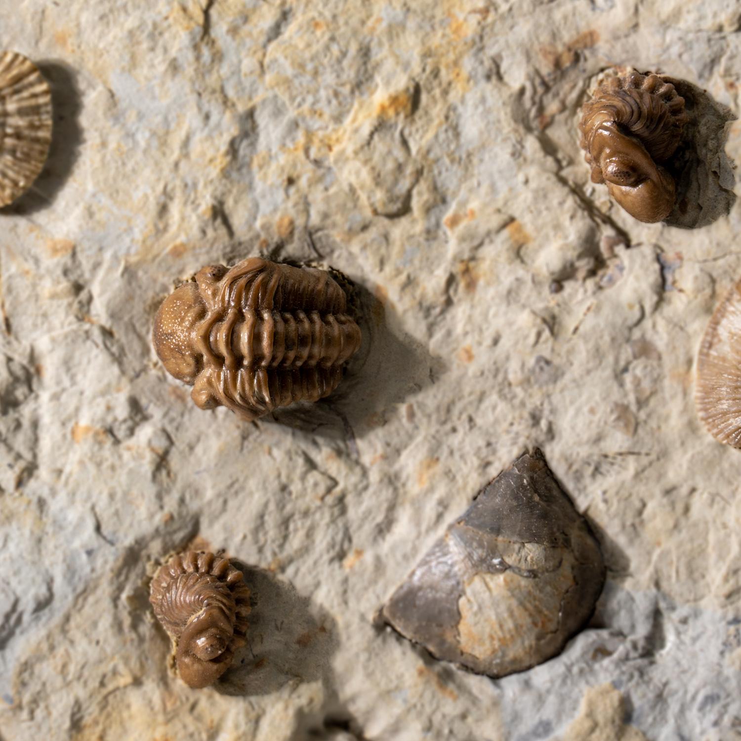 Autentico Trilobite a grappolo (Ptychopariida) con fossili di conchiglia su Matrix in vendita 2