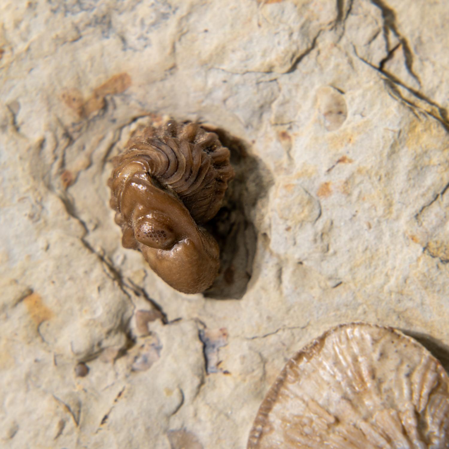 Autentico Trilobite a grappolo (Ptychopariida) con fossili di conchiglia su Matrix in vendita 3