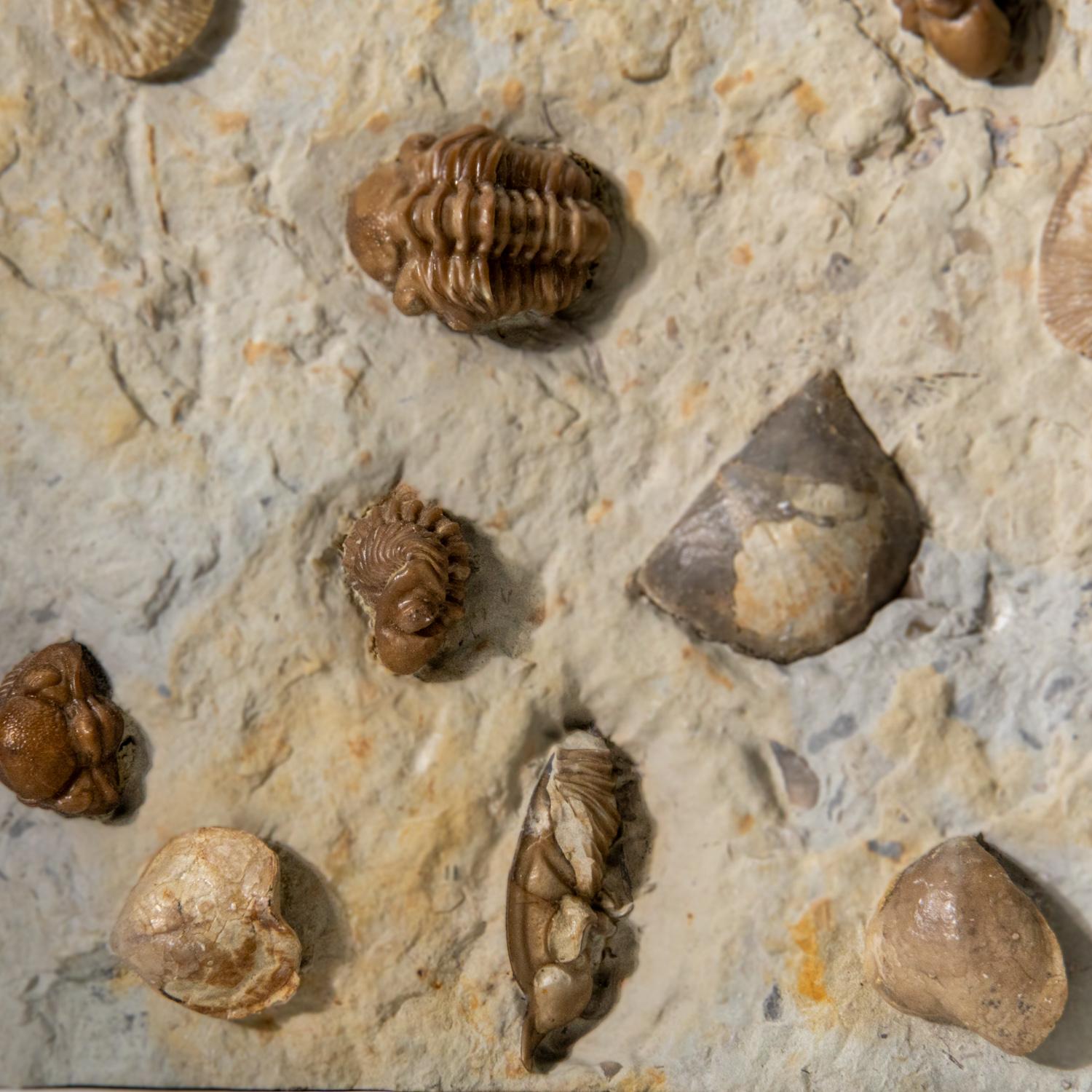 Autentico Trilobite a grappolo (Ptychopariida) con fossili di conchiglia su Matrix in vendita 4