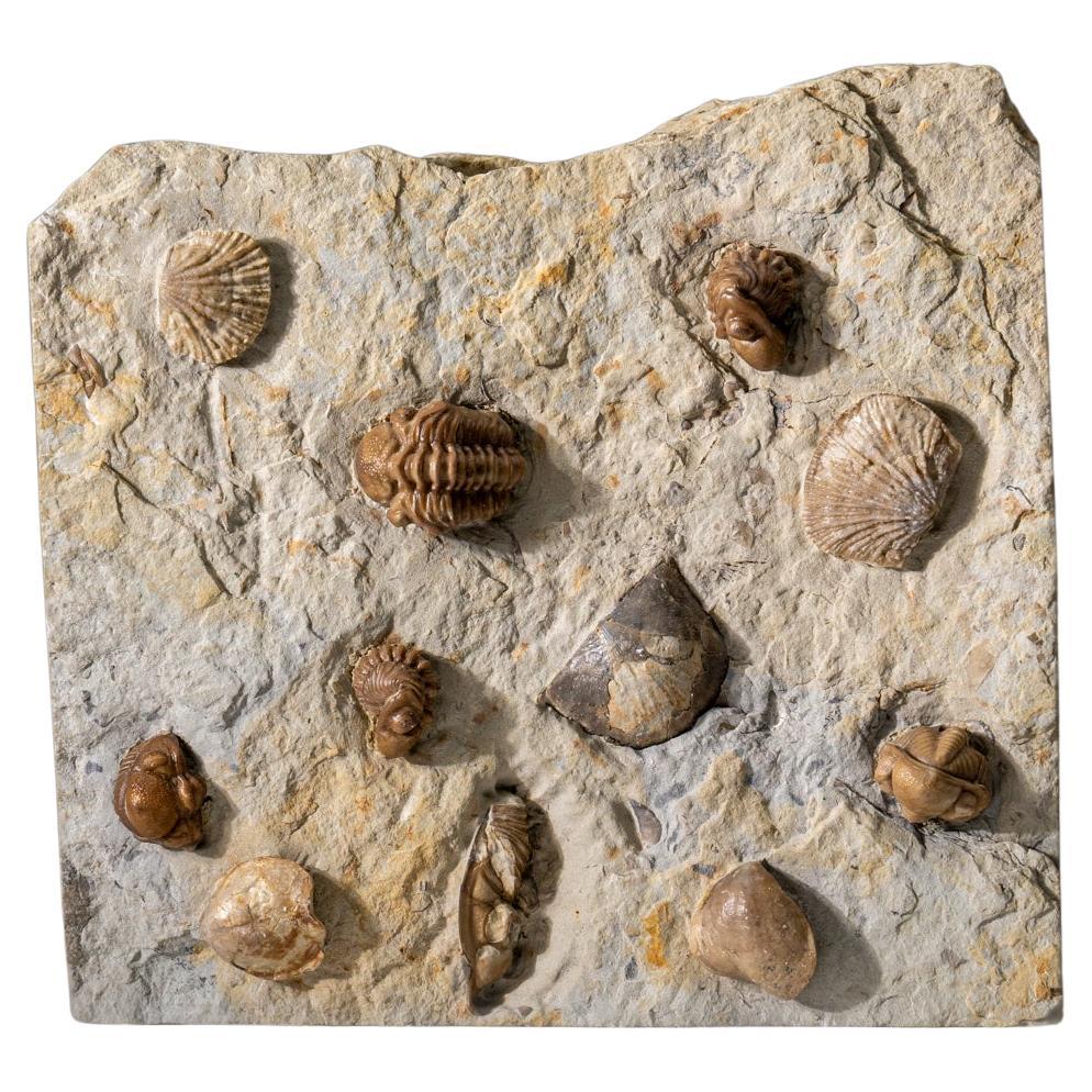 Autentico Trilobite a grappolo (Ptychopariida) con fossili di conchiglia su Matrix in vendita