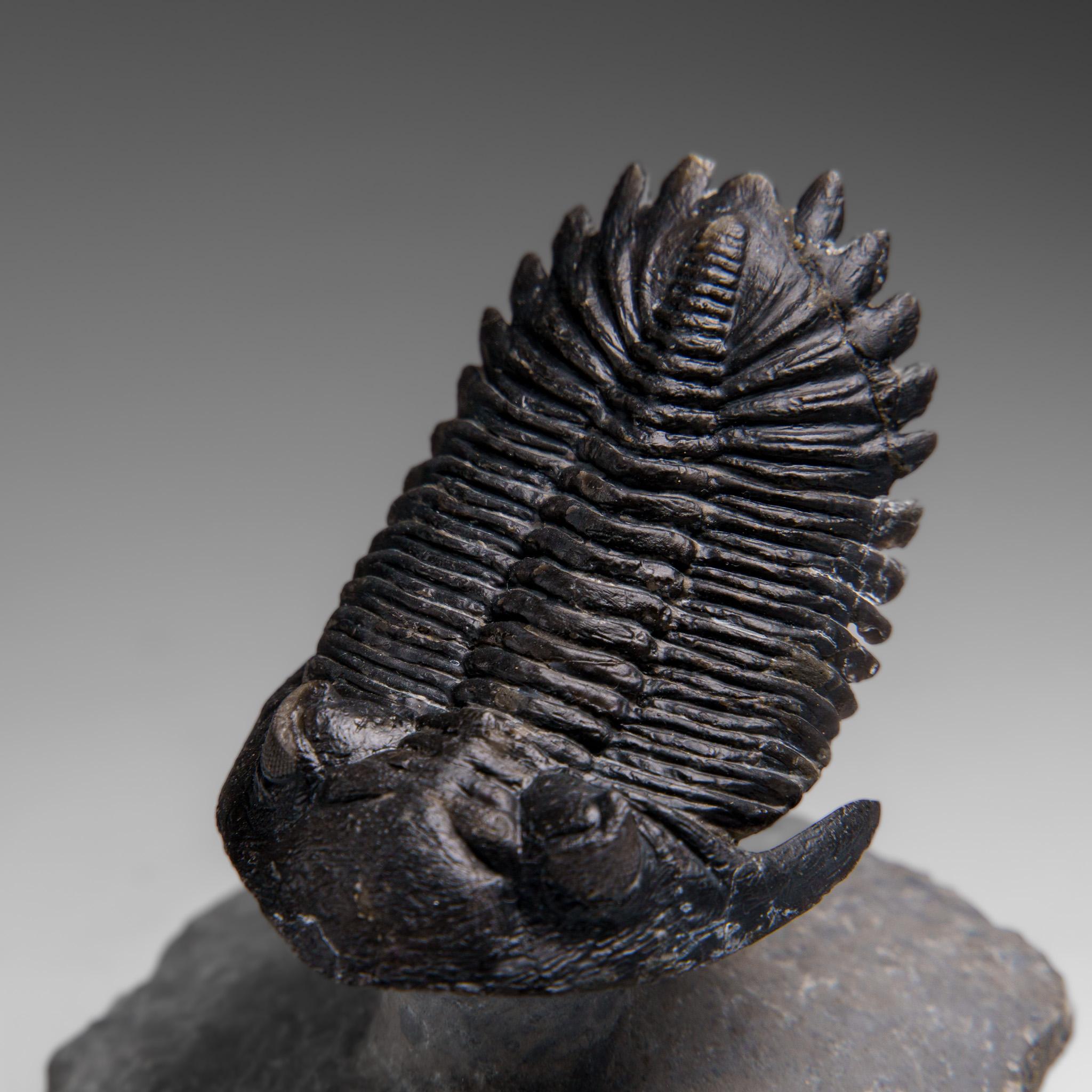 Autentico Trilobite Crotalocephalina in Matrix dal Marocco 4