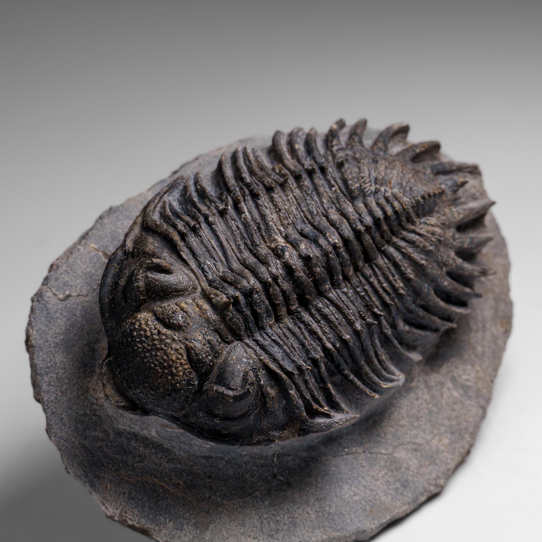 Trilobite Crotalocephalina auténtico en matriz procedente de Marruecos en venta 4