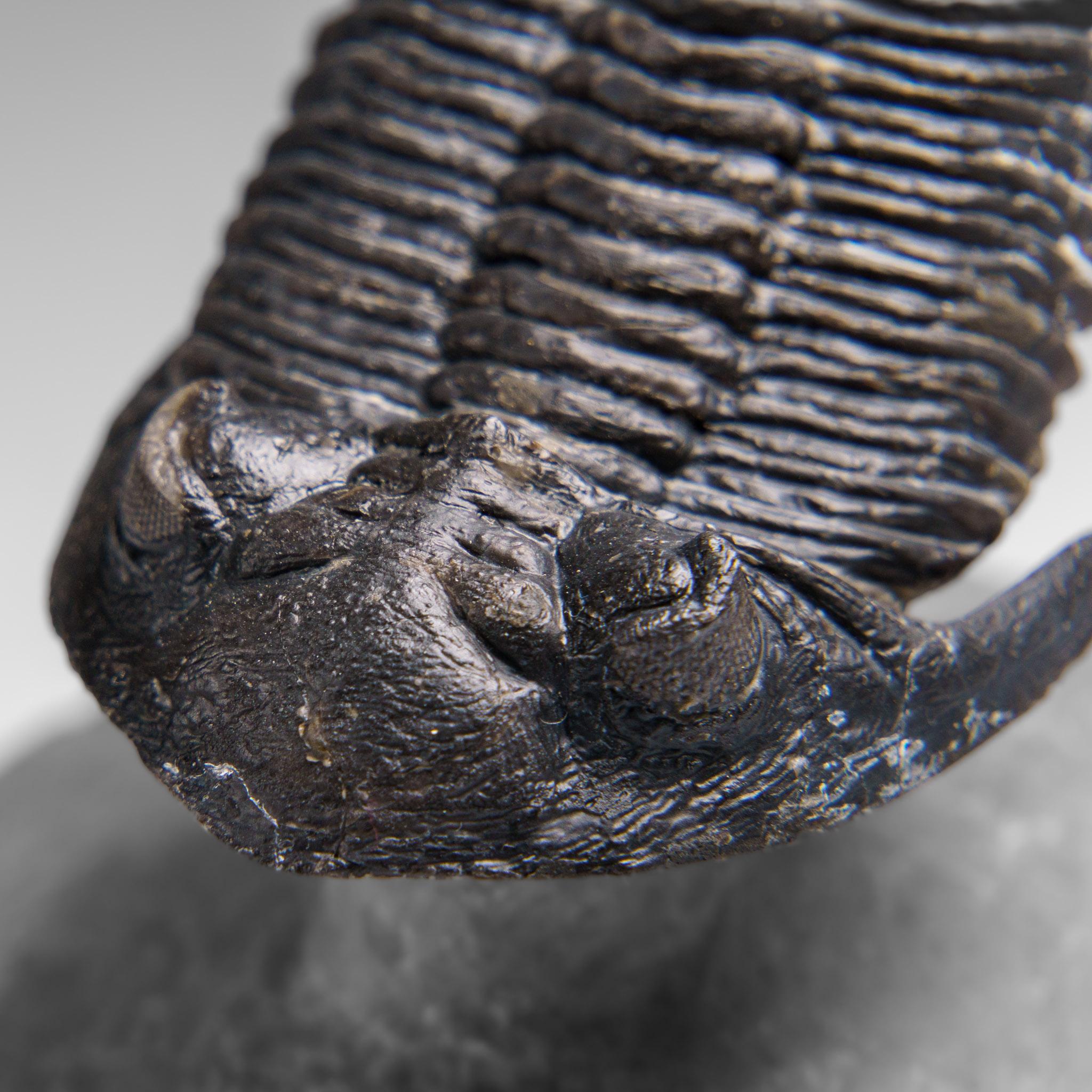 Autentico Trilobite Crotalocephalina in Matrix dal Marocco 5