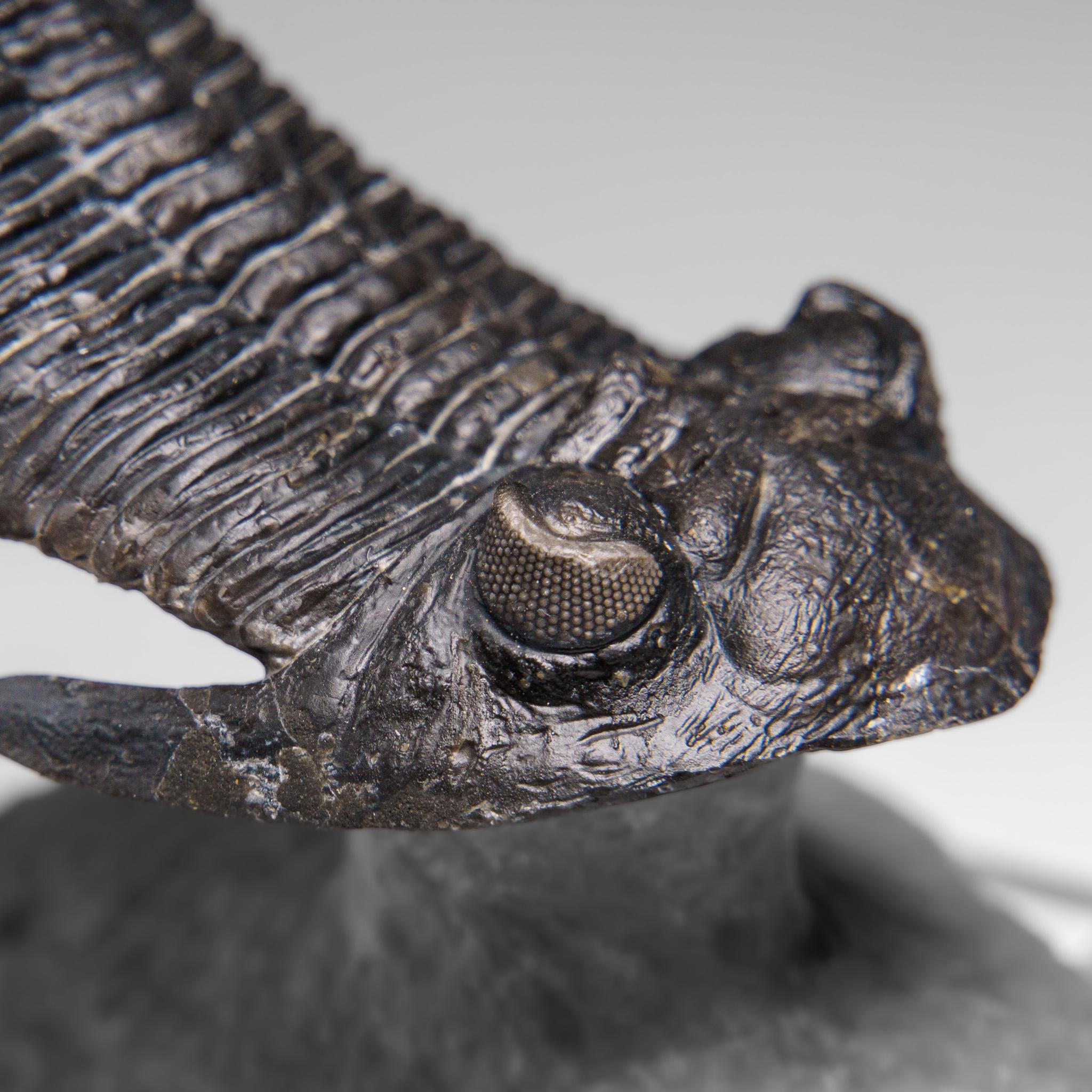 Autentico Trilobite Crotalocephalina in Matrix dal Marocco 6