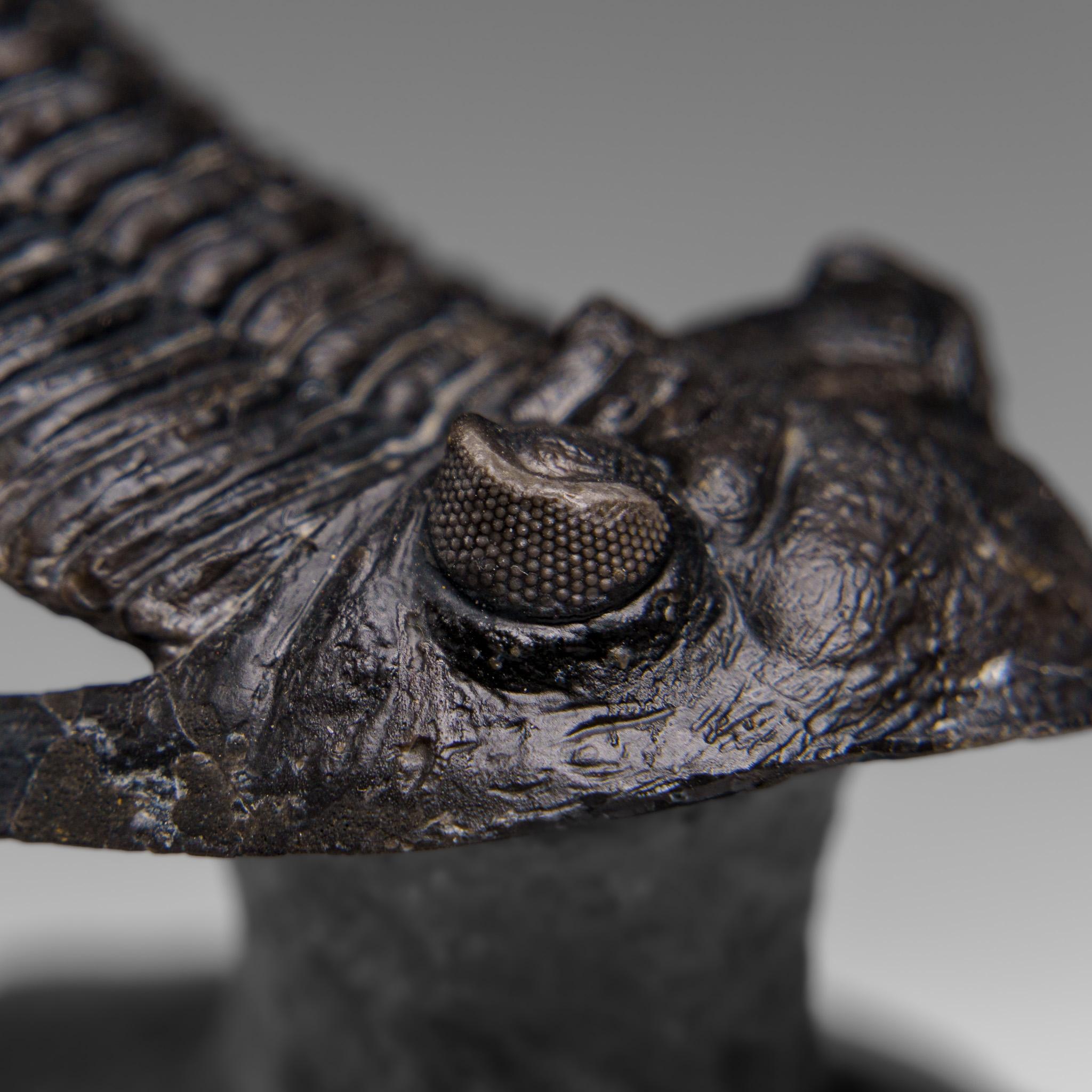 Autentico Trilobite Crotalocephalina in Matrix dal Marocco 7