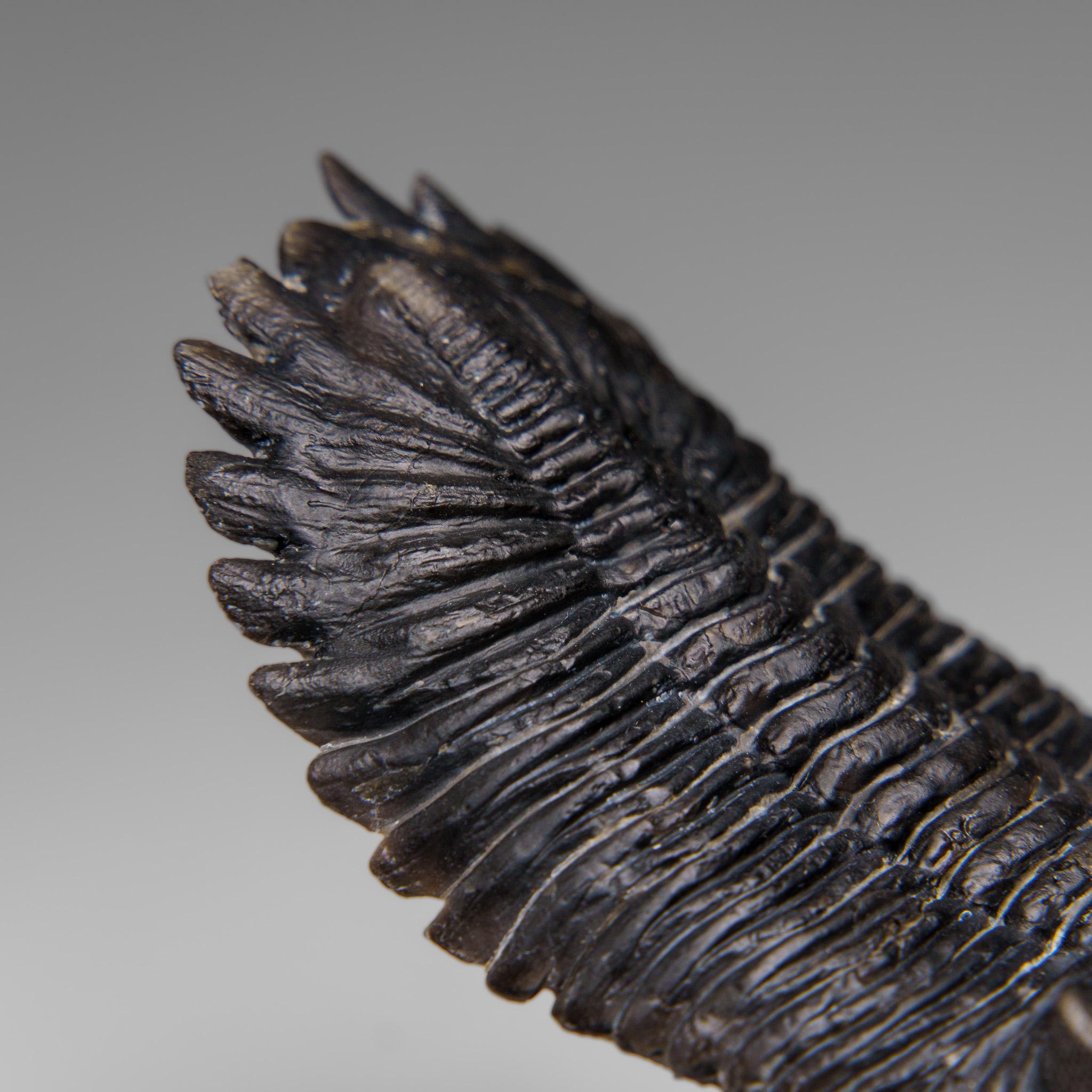 Autentico Trilobite Crotalocephalina in Matrix dal Marocco 8