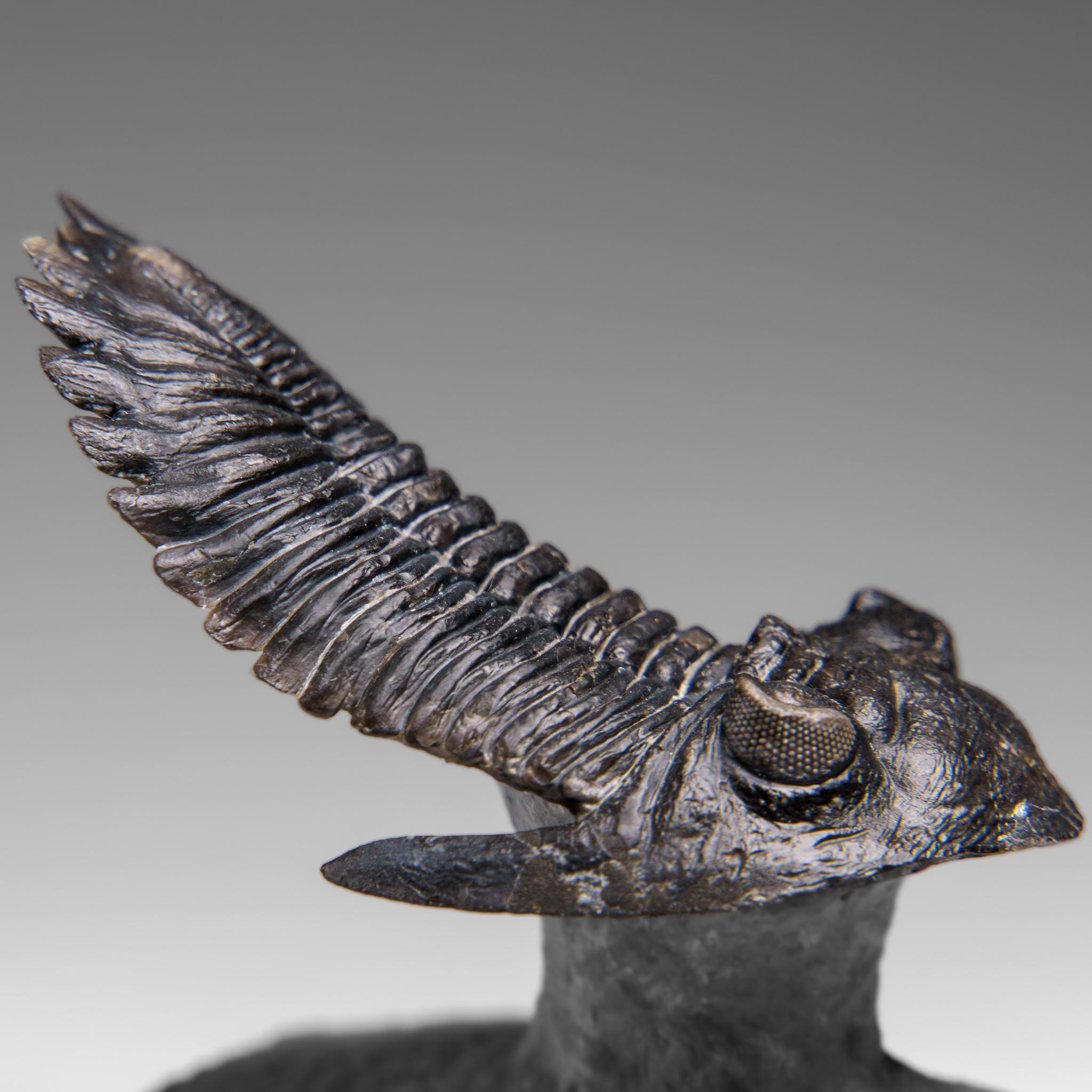 An ineradicable, large Crotalocephalina gibba, Crotalocephalina trilobite is an extinct genus of trilobite in the order Phacopida found in Morocco. Typically these trilobites have eyes low down on the sidesof the sephalon, a large bulbous glabella,