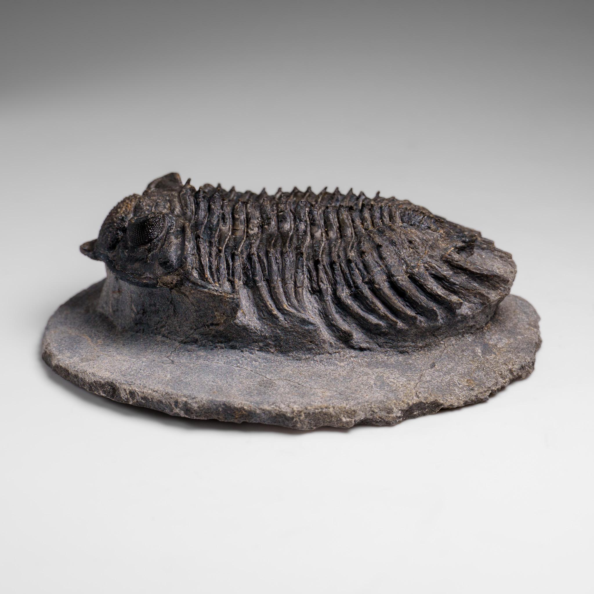 El Crotalocephalina gibba, un trilobite inerradicable de gran tamaño, es un género extinto de trilobites del orden Phacopida hallado en Marruecos. Por lo general, estos trilobites tienen los ojos a los lados del sefalón, una gran glabela bulbosa y