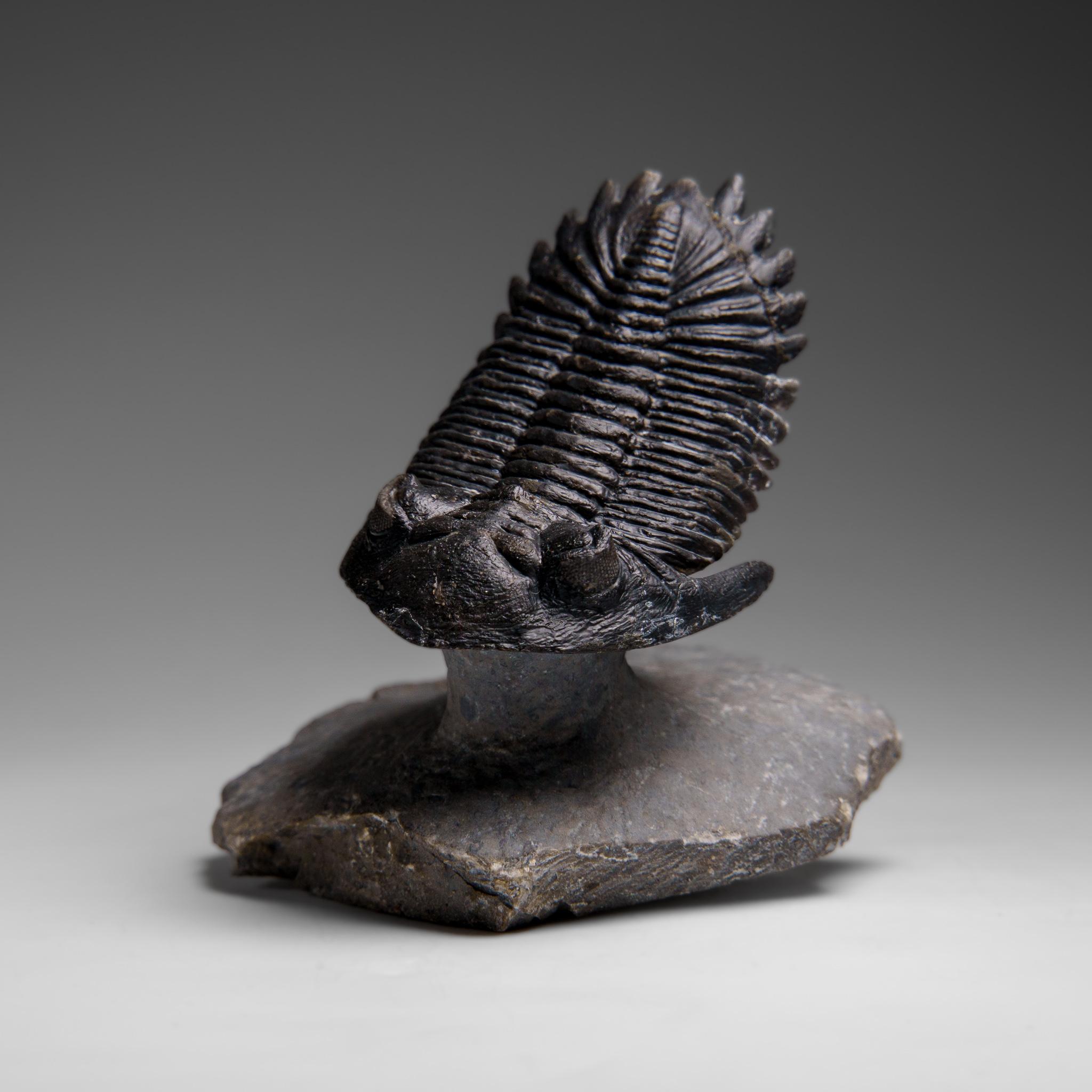 Marocchino Autentico Trilobite Crotalocephalina in Matrix dal Marocco