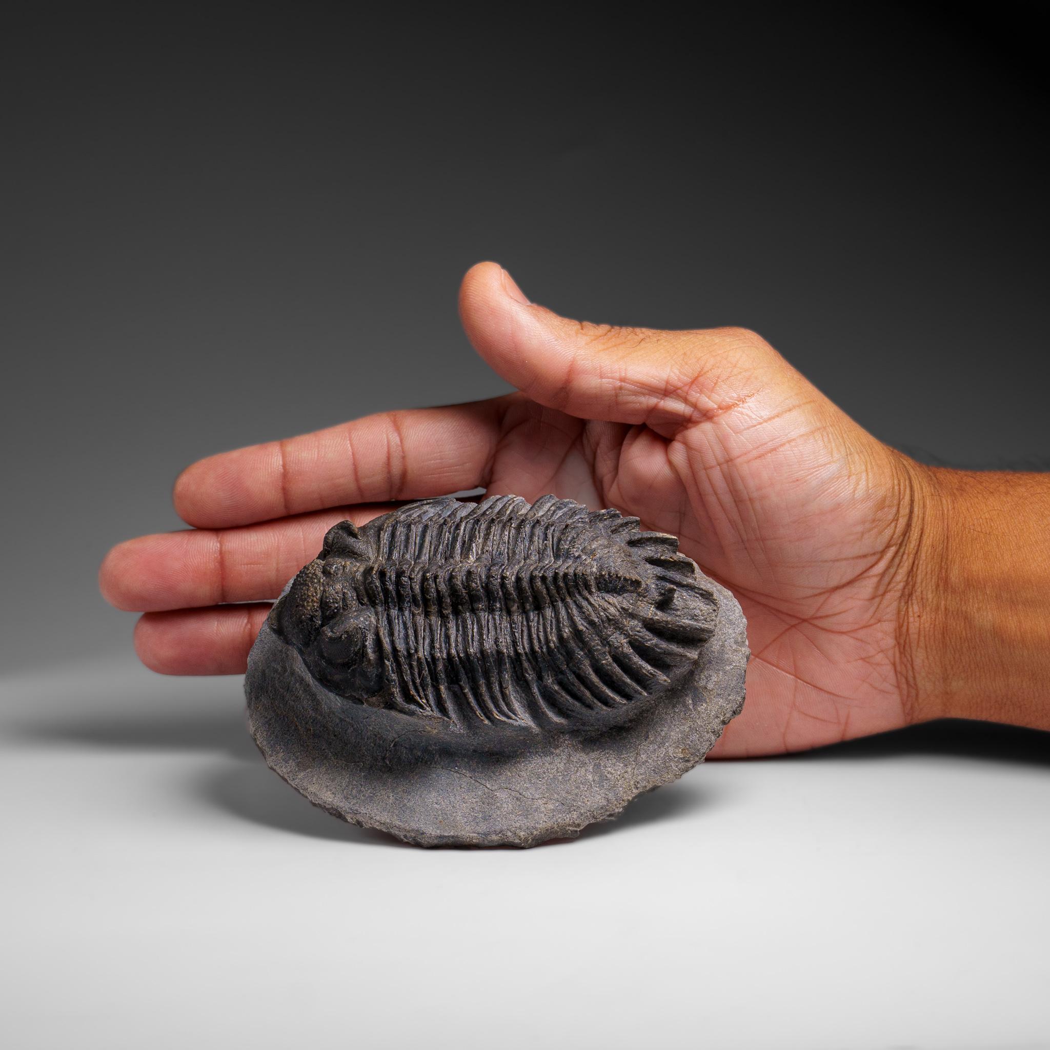 Trilobite Crotalocephalina auténtico en matriz procedente de Marruecos Marroquí en venta