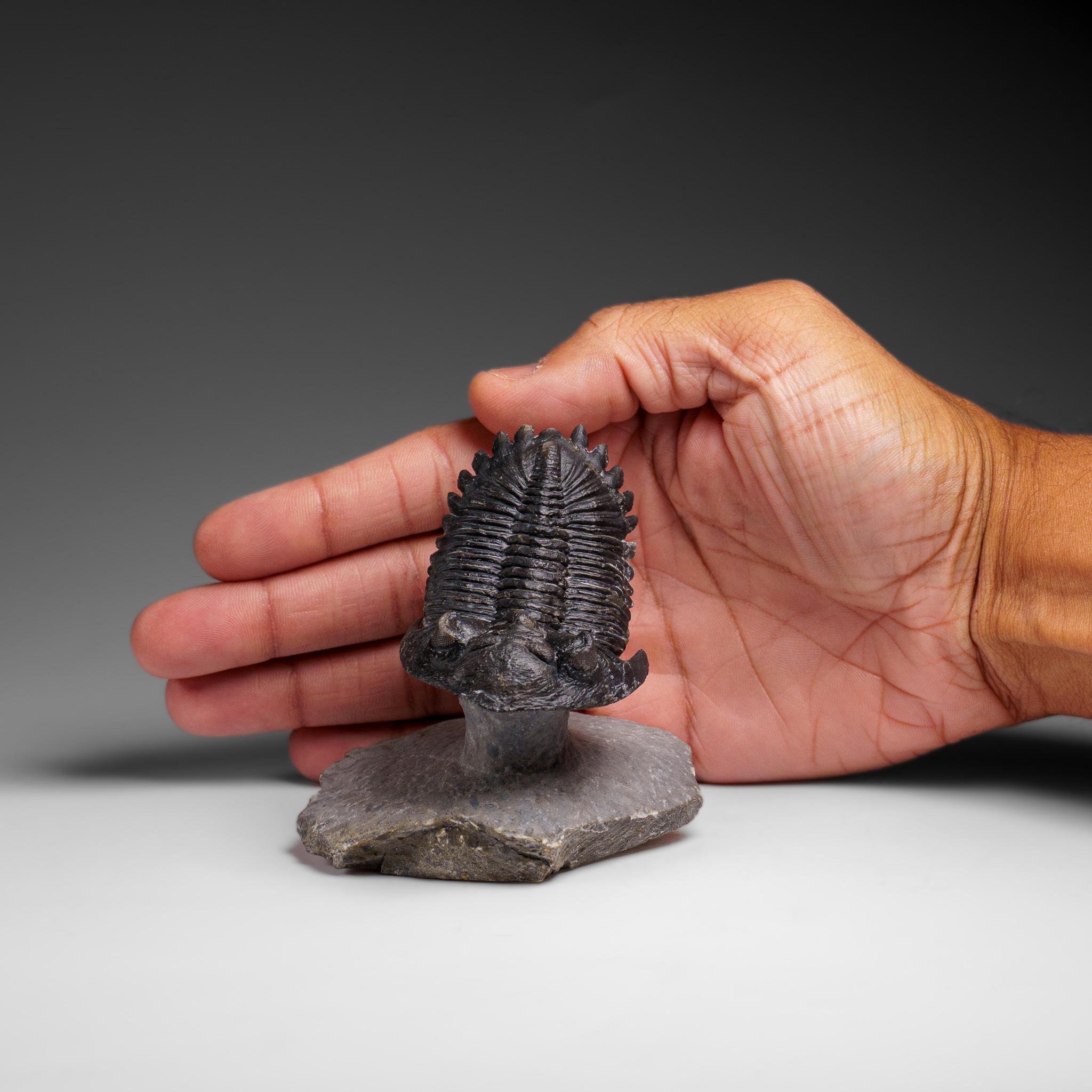 Autentico Trilobite Crotalocephalina in Matrix dal Marocco In condizioni buone a New York, NY