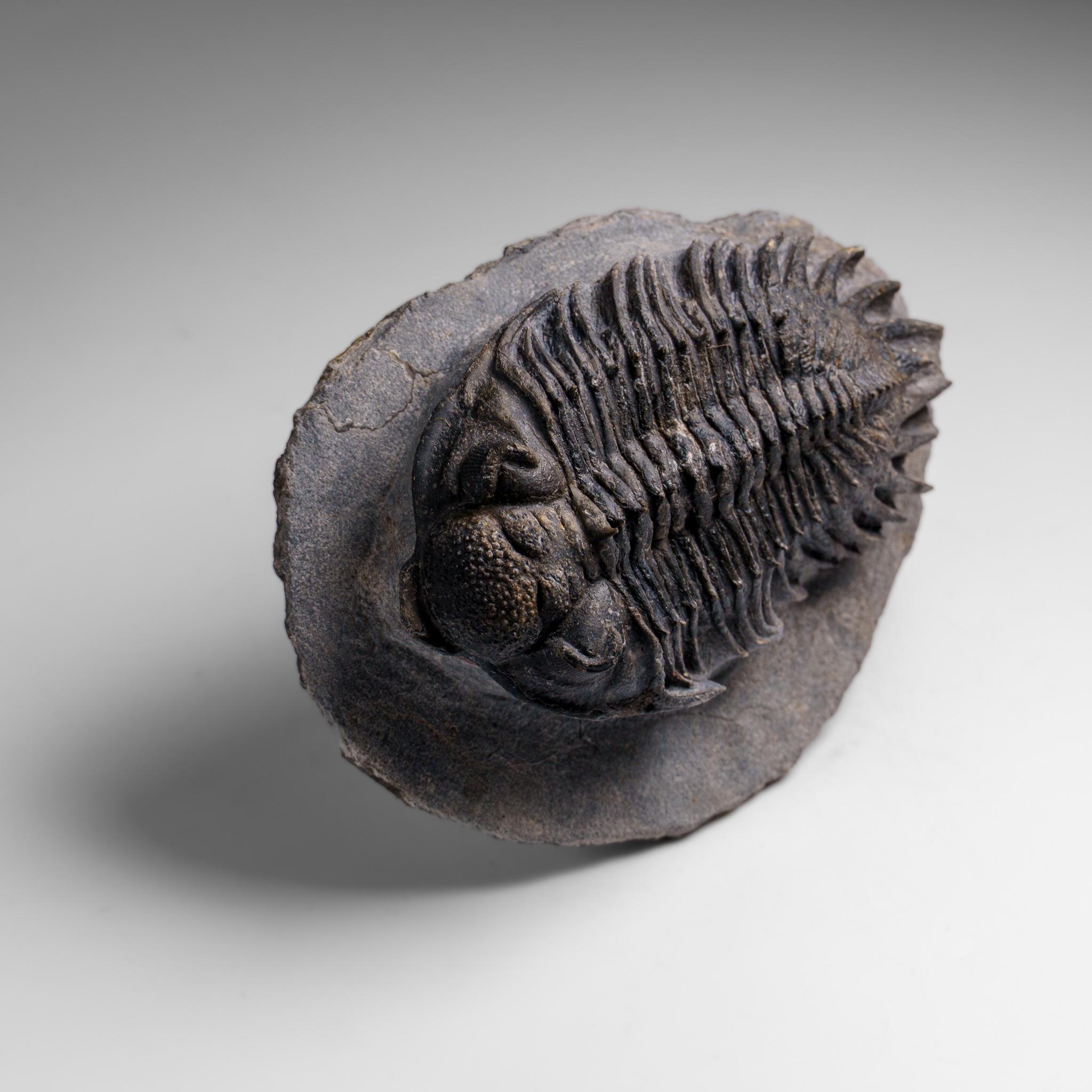 Trilobite Crotalocephalina auténtico en matriz procedente de Marruecos en Bueno estado para la venta en New York, NY