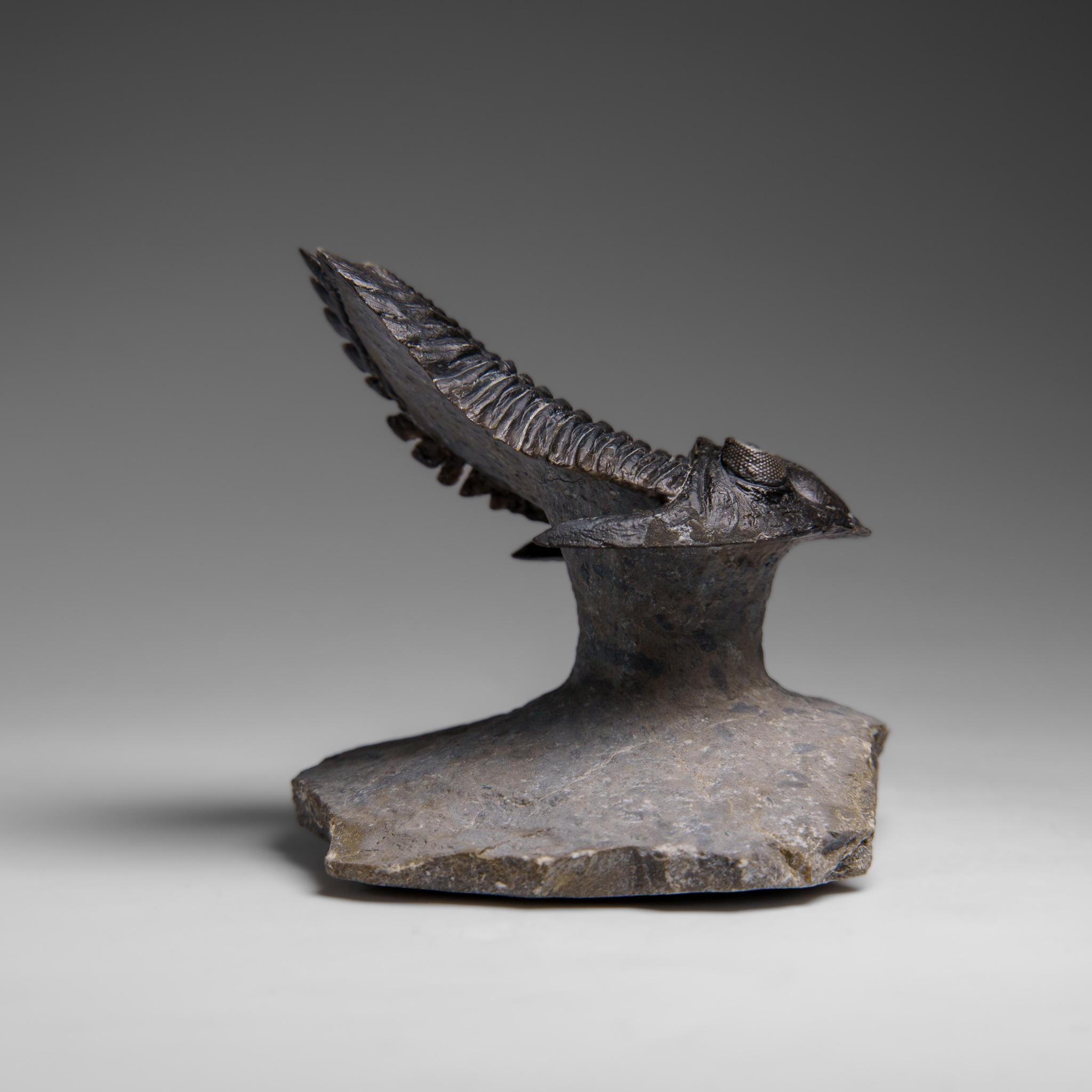 Fino al XVIII secolo Autentico Trilobite Crotalocephalina in Matrix dal Marocco