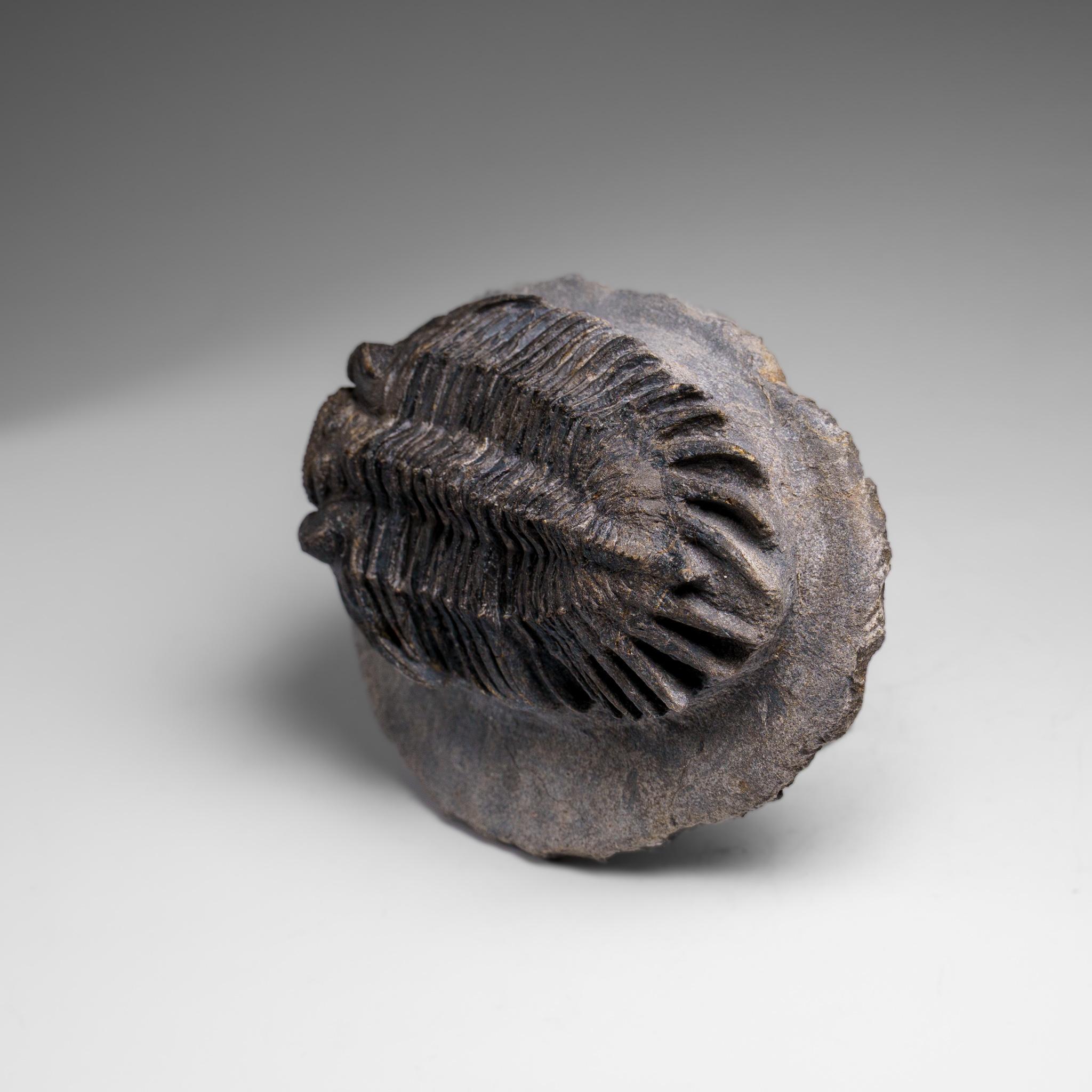 Trilobite Crotalocephalina auténtico en matriz procedente de Marruecos siglo XVIII y antes en venta