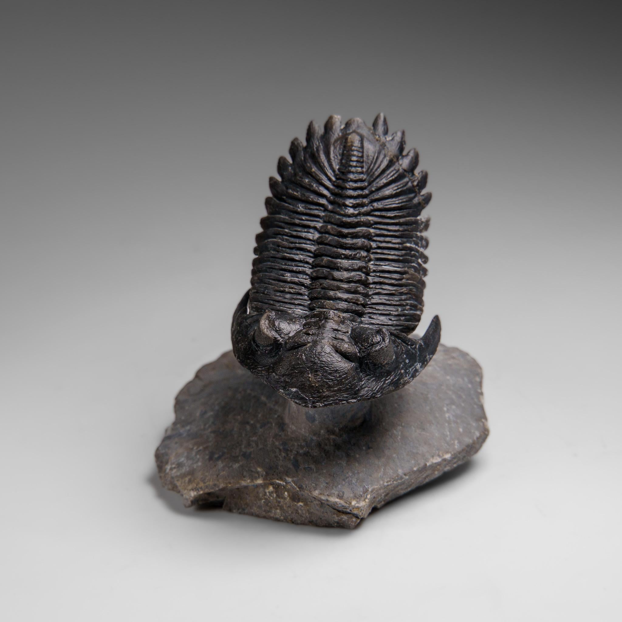 Altro Autentico Trilobite Crotalocephalina in Matrix dal Marocco