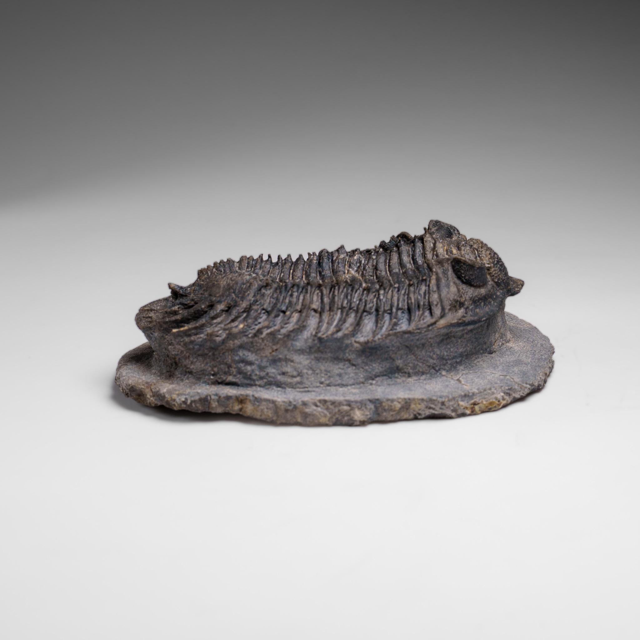 Trilobite Crotalocephalina auténtico en matriz procedente de Marruecos Otro en venta