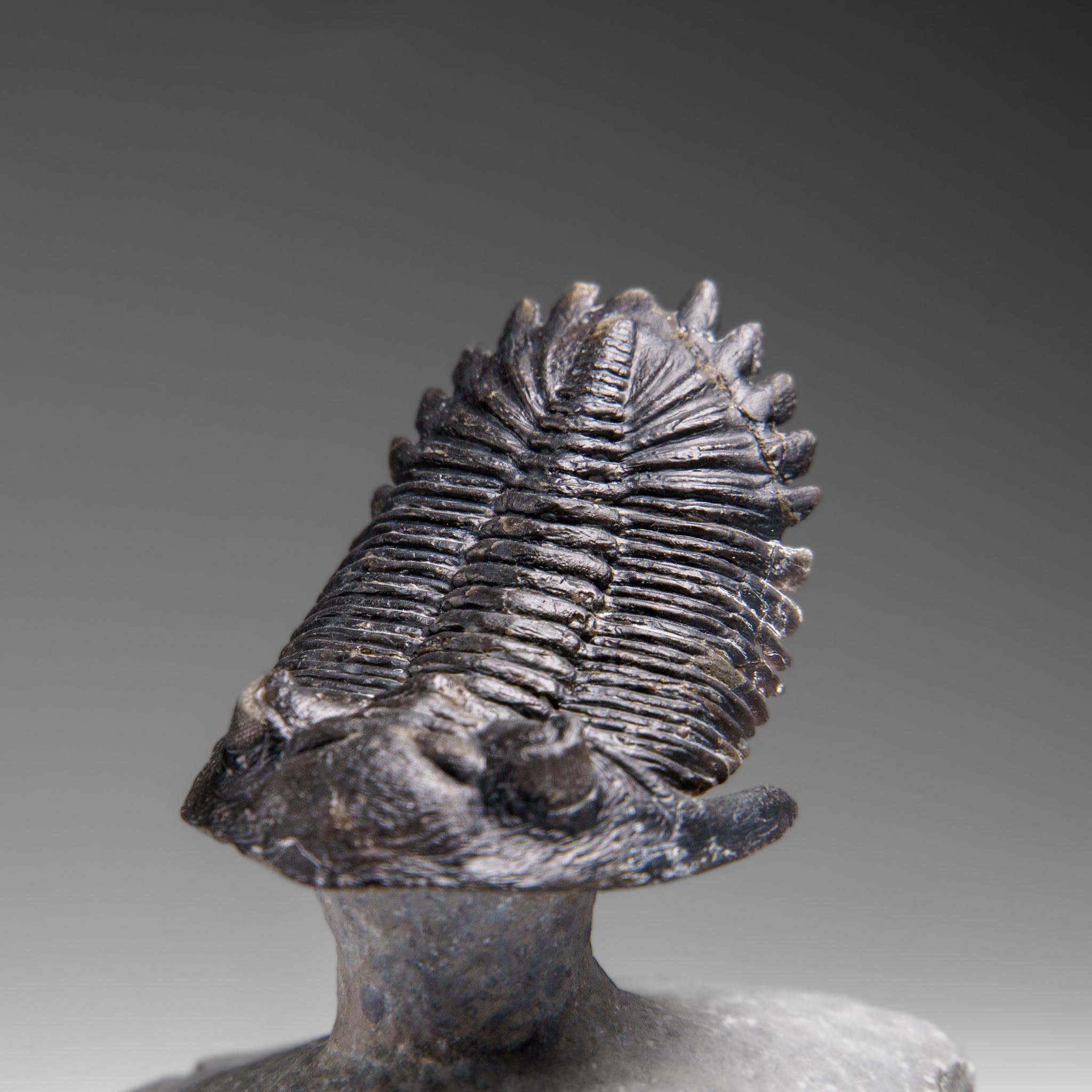 Autentico Trilobite Crotalocephalina in Matrix dal Marocco 1