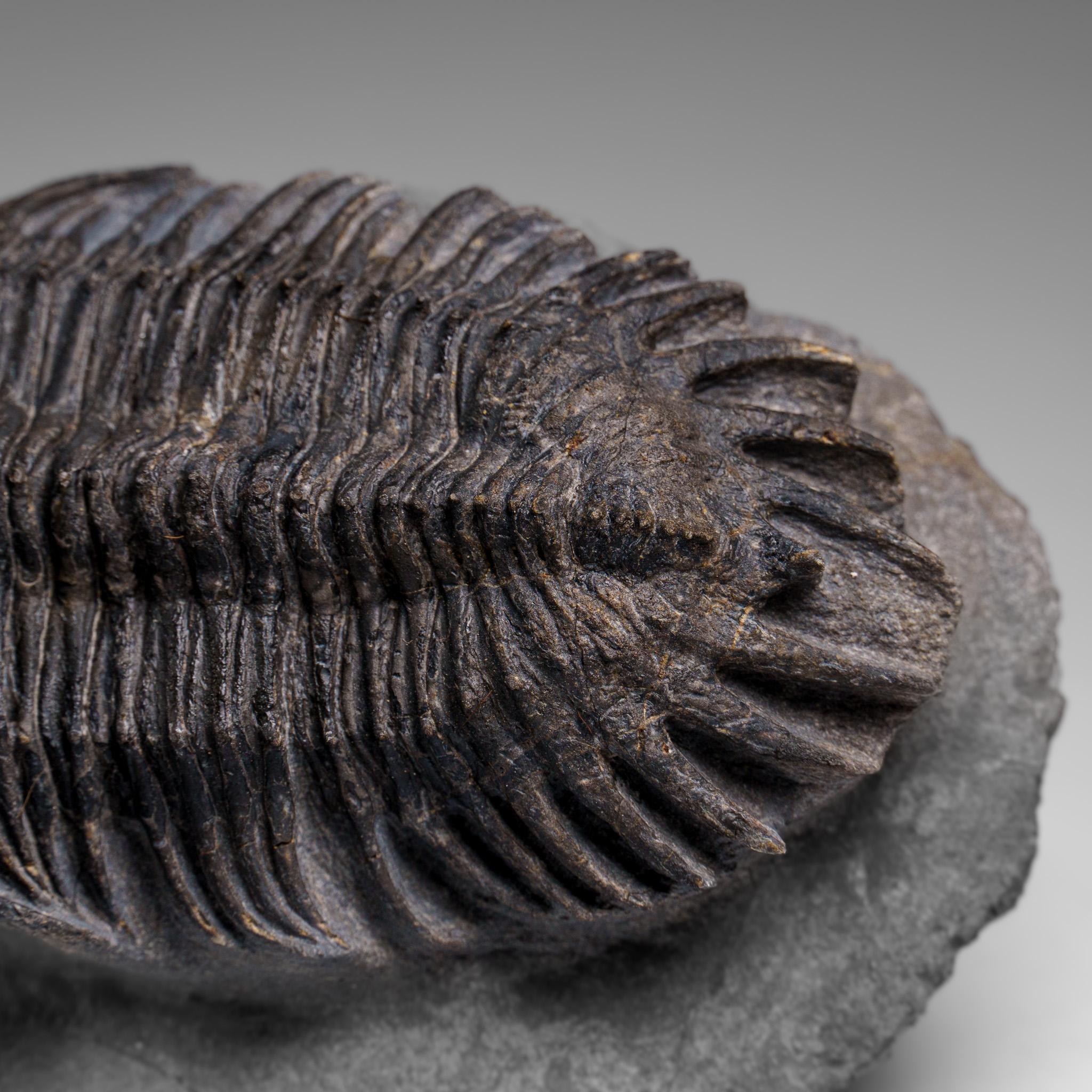 Trilobite Crotalocephalina auténtico en matriz procedente de Marruecos en venta 1