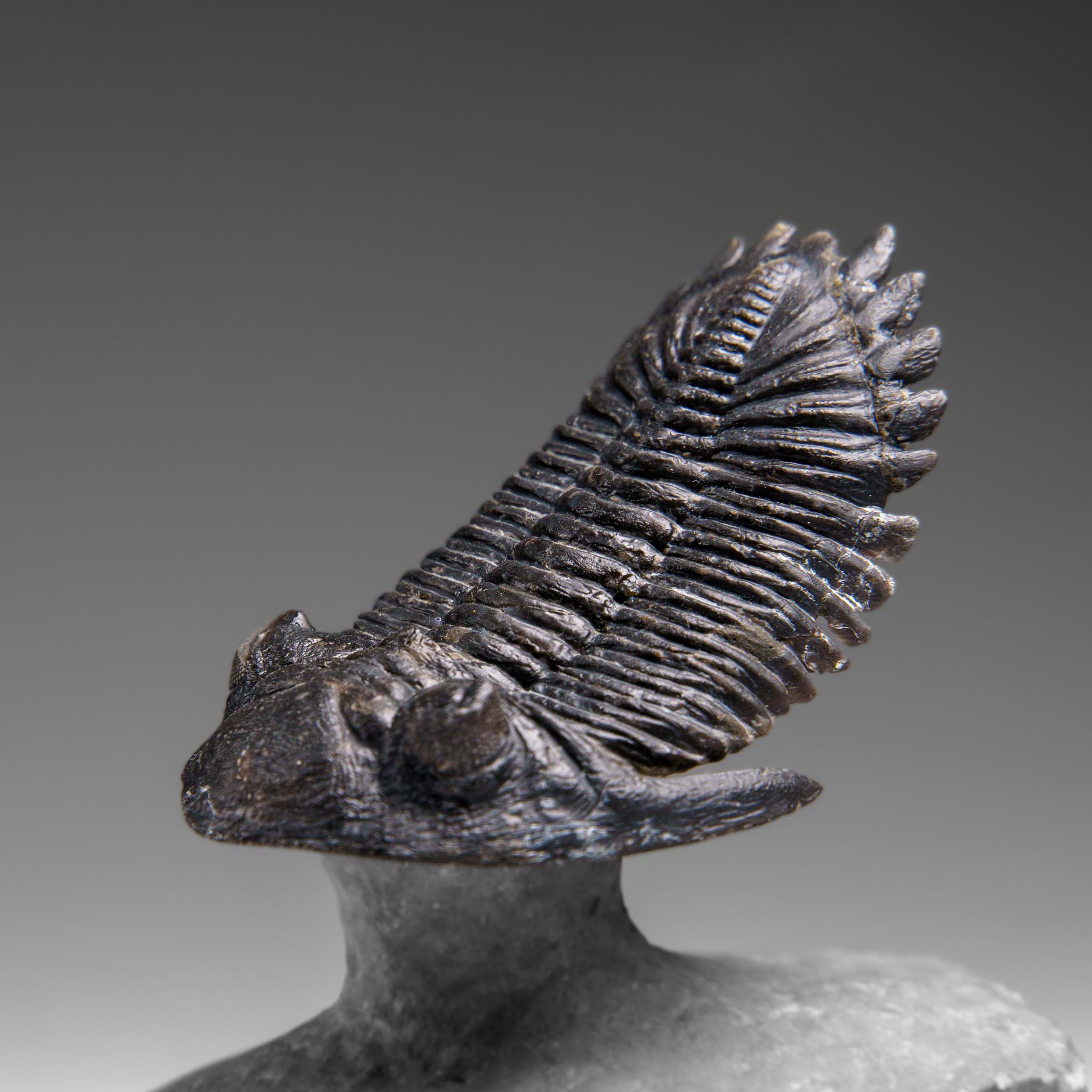 Autentico Trilobite Crotalocephalina in Matrix dal Marocco 2