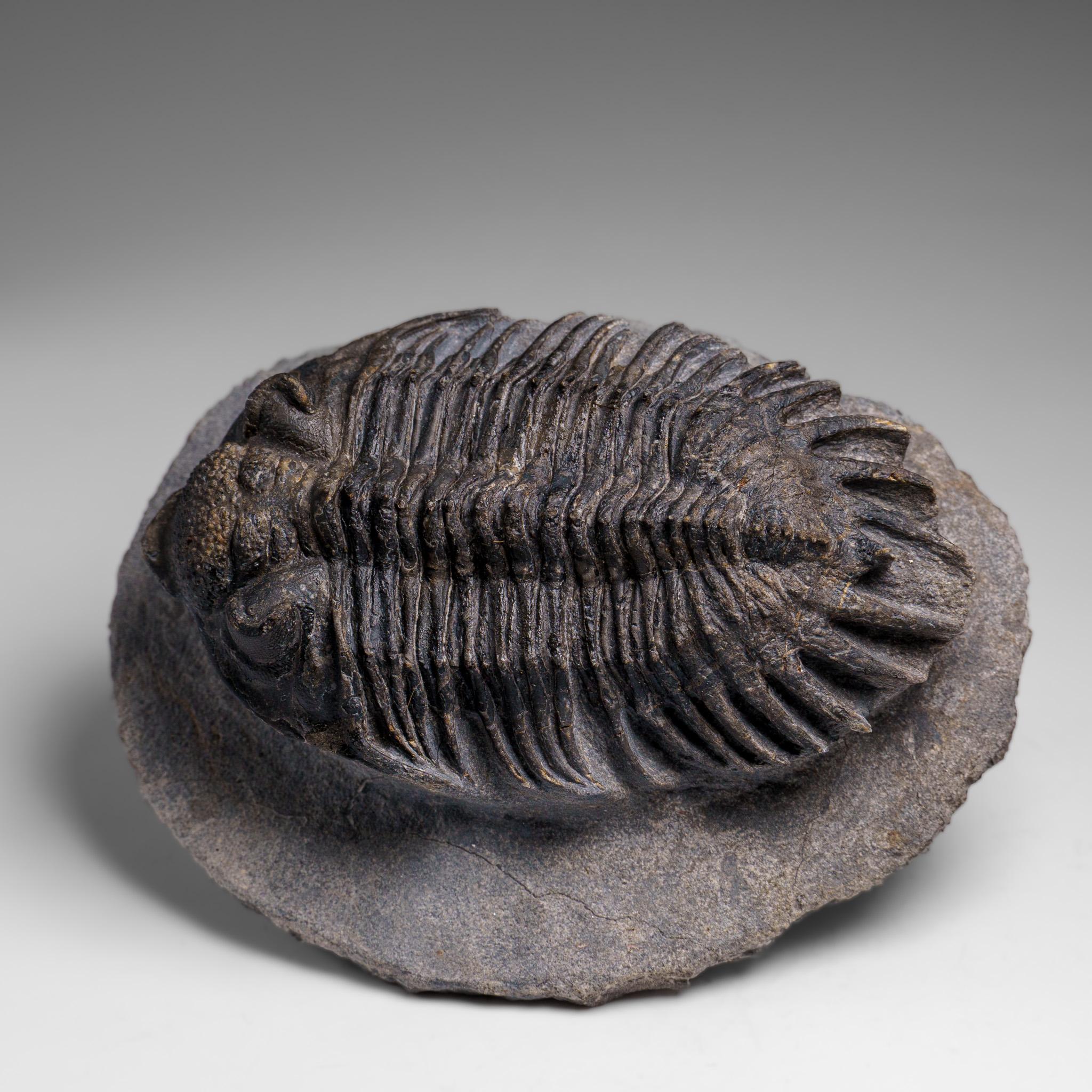 Trilobite Crotalocephalina auténtico en matriz procedente de Marruecos en venta 2
