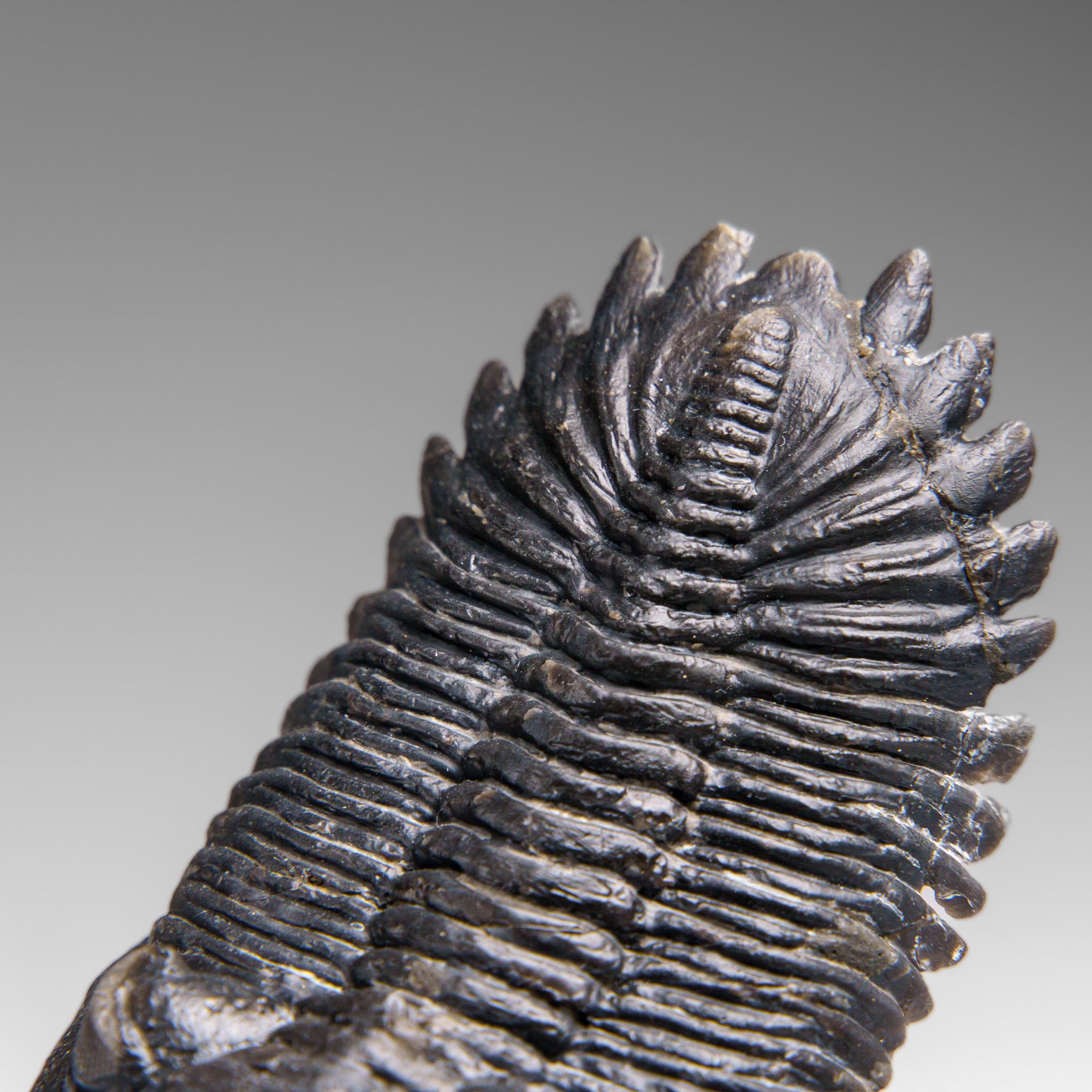 Autentico Trilobite Crotalocephalina in Matrix dal Marocco 3