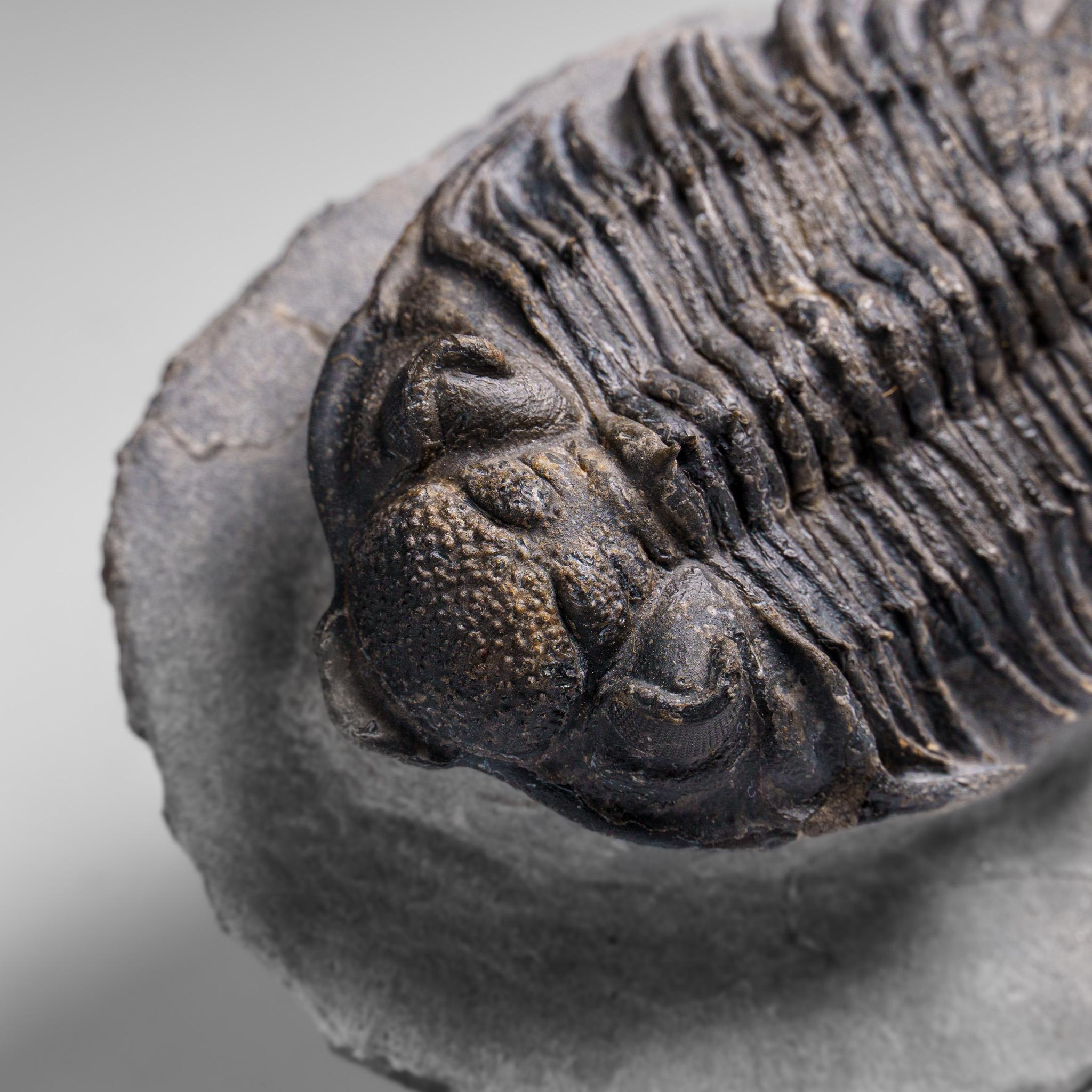 Trilobite Crotalocephalina auténtico en matriz procedente de Marruecos en venta 3