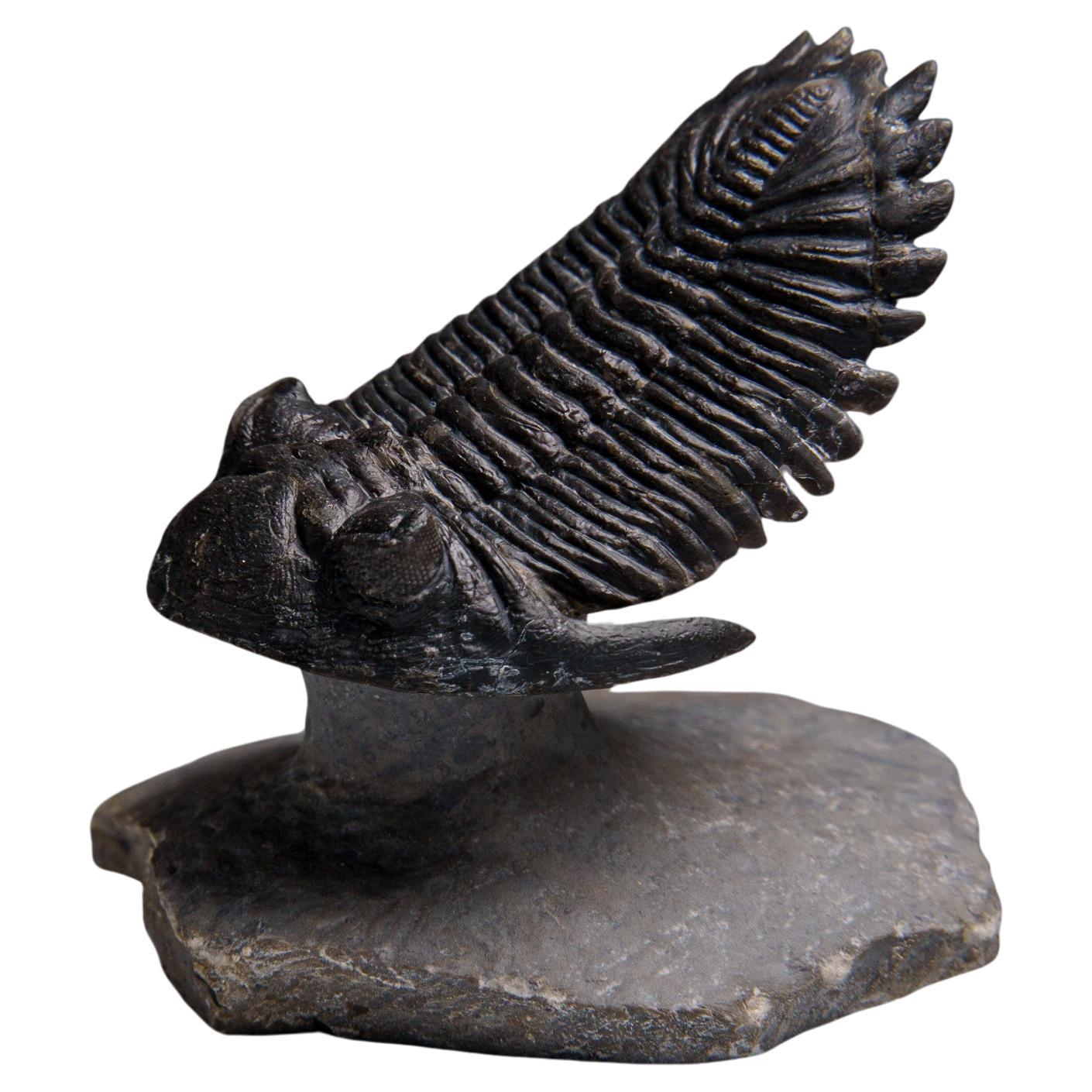 Autentico Trilobite Crotalocephalina in Matrix dal Marocco