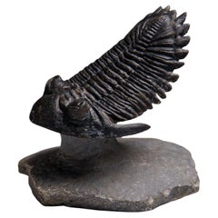 Genuine Crotalocephalina Trilobite in Matrix from Morocco