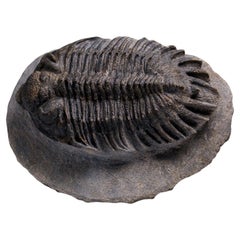 Genuine Crotalocephalina Trilobite in Matrix from Morocco