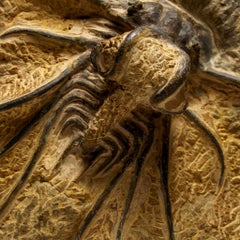 Genuine  Dicranurus Monstrosus Trilobite on Matrix (2 lbs)