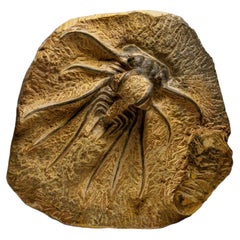 Genuine  Dicranurus Monstrosus Trilobite on Matrix (2 lbs)