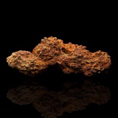 Genuine Dinosaur Coprolite Fossil, Prehistoric Fossilized Dung Specimen