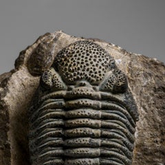 Genuine Drotops Megalomanicus Trilobite on Matrix (3.3 lbs)