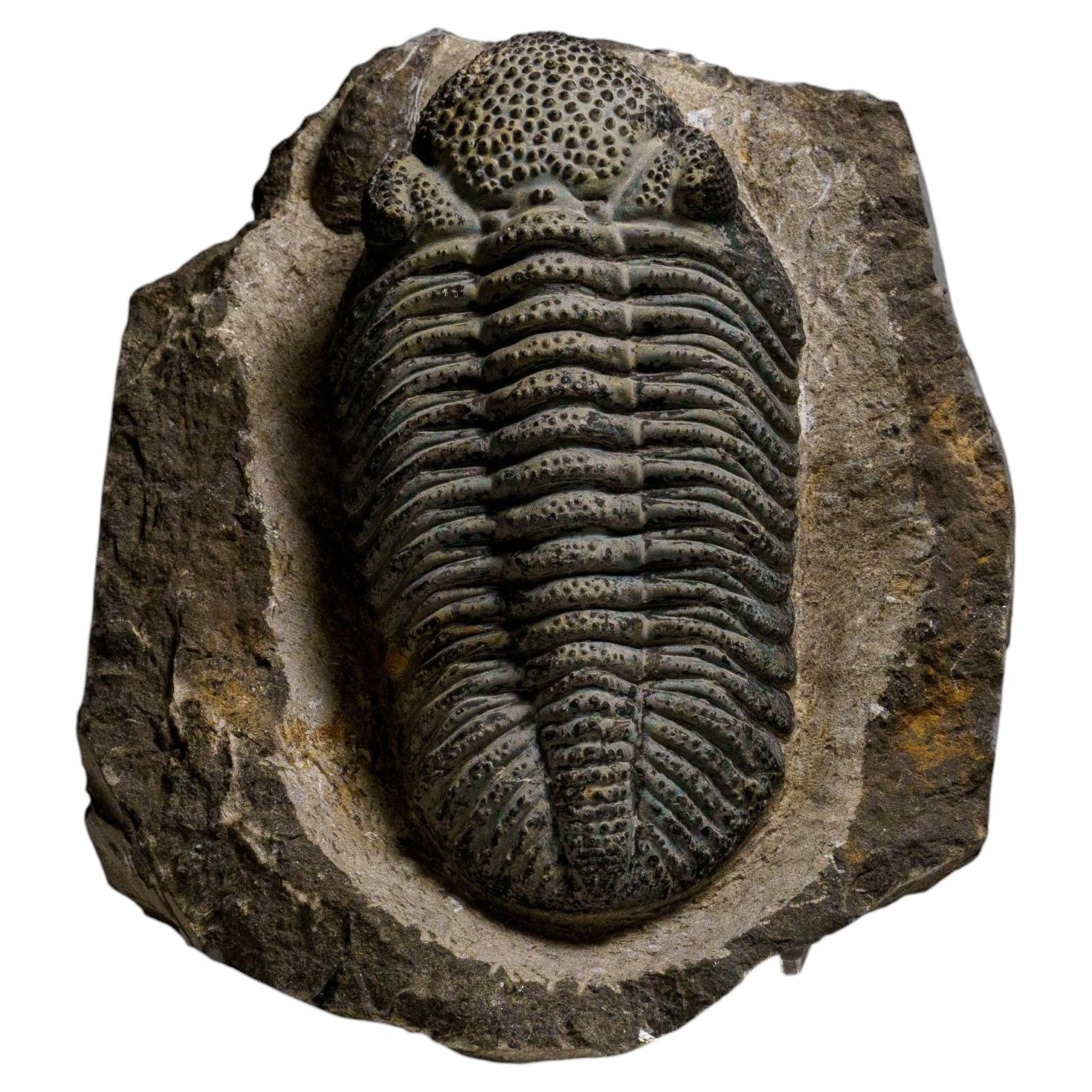 Genuine Drotops Megalomanicus Trilobite on Matrix (3.3 lbs)