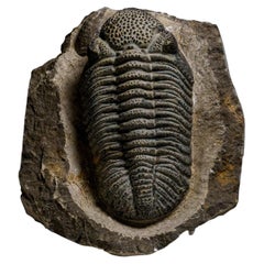 Genuine Drotops Megalomanicus Trilobite on Matrix (3.3 lbs)