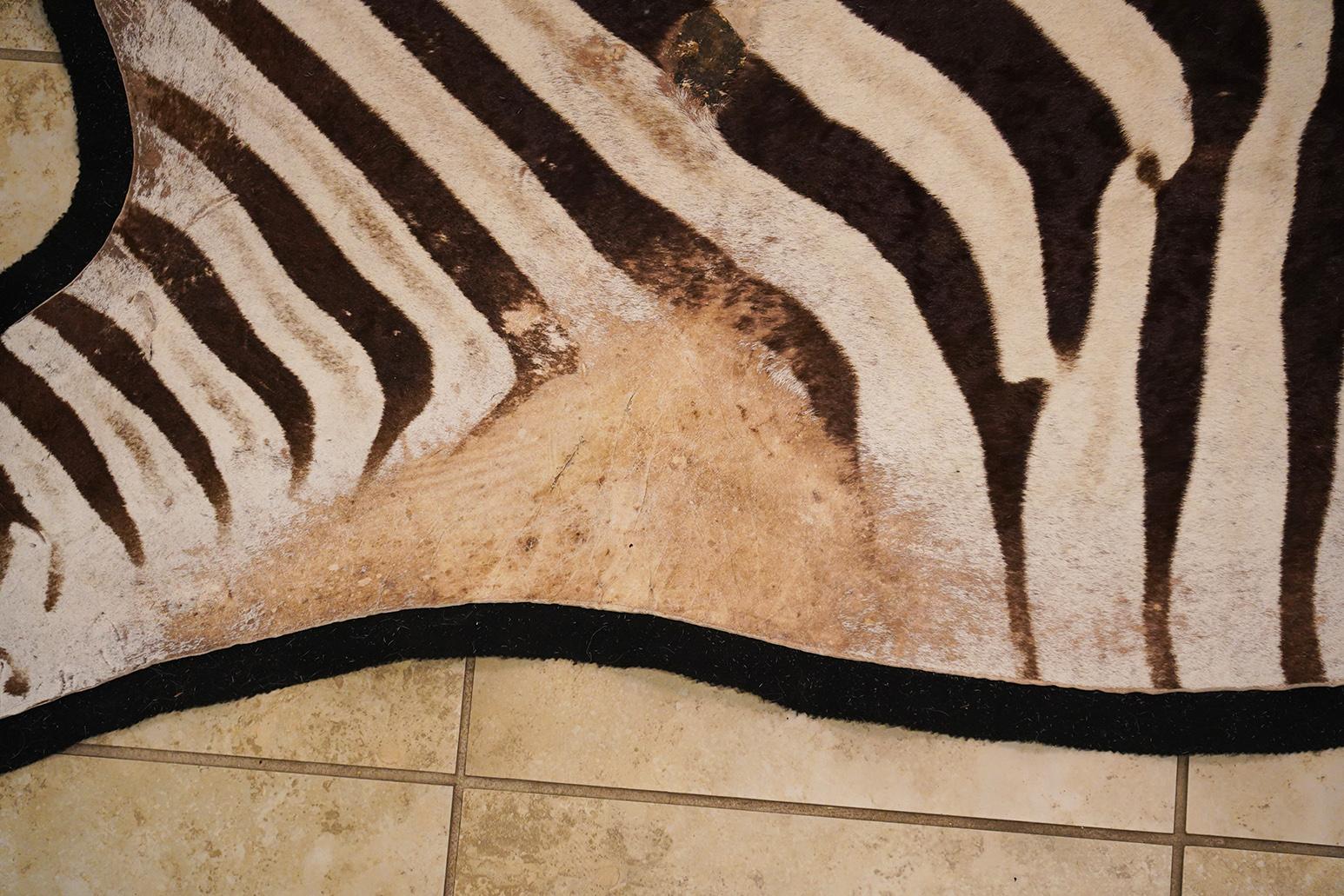 This Burchell Taxidermy zebra skin backed with felt as a rug is 112 inches long and 74 inches wide. It will add an exotic ambiance to any interior in which it is placed.