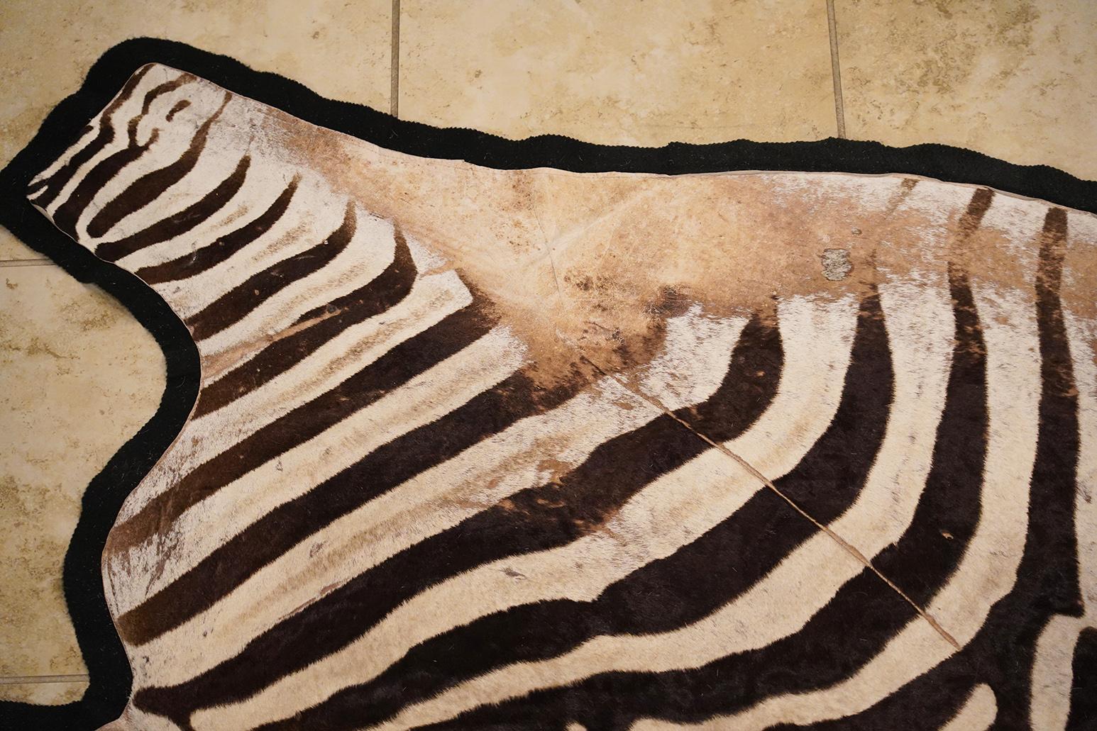 British Colonial Genuine Extra Large Burchell Zebra Skin with Black Felt Lining as a Rug